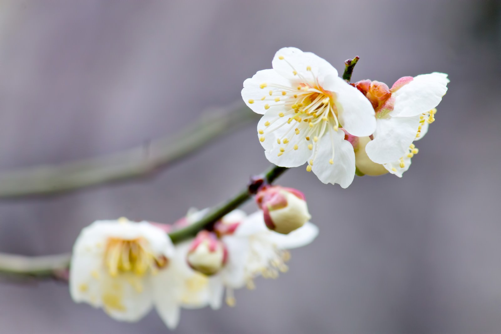 枝に花咲く梅の花の写真 画像 を無料ダウンロード フリー素材のぱくたそ