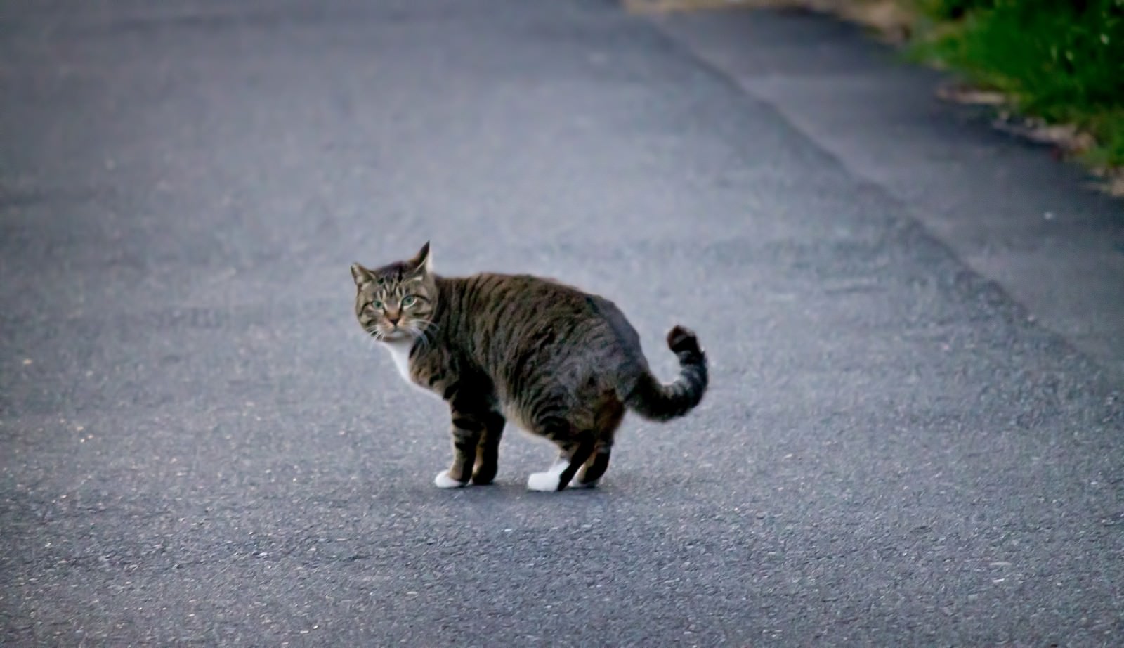 「こちらを振り返るヌコ | フリー素材のぱくたそ」の写真