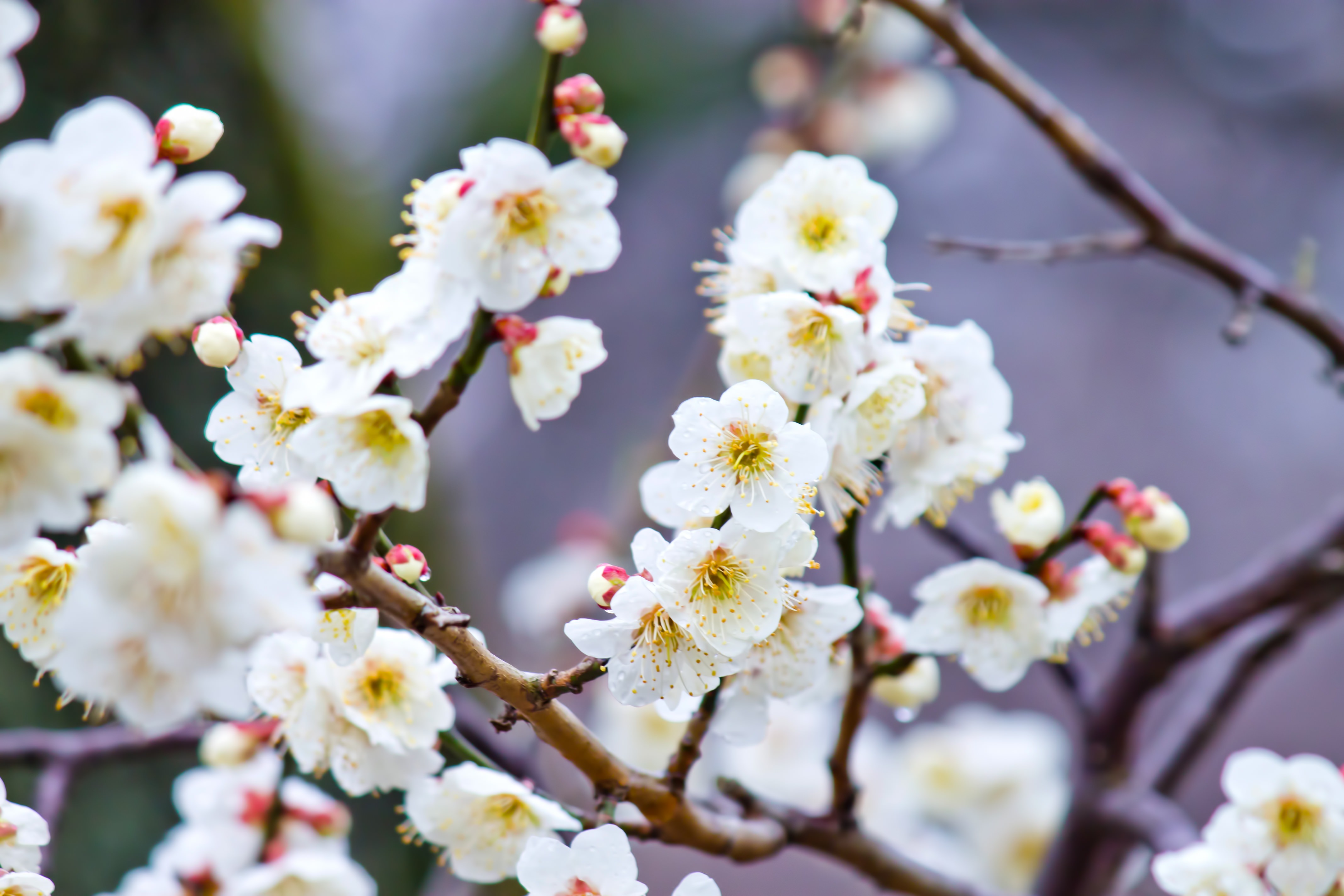 満開の梅の花の写真を無料ダウンロード フリー素材 ぱくたそ