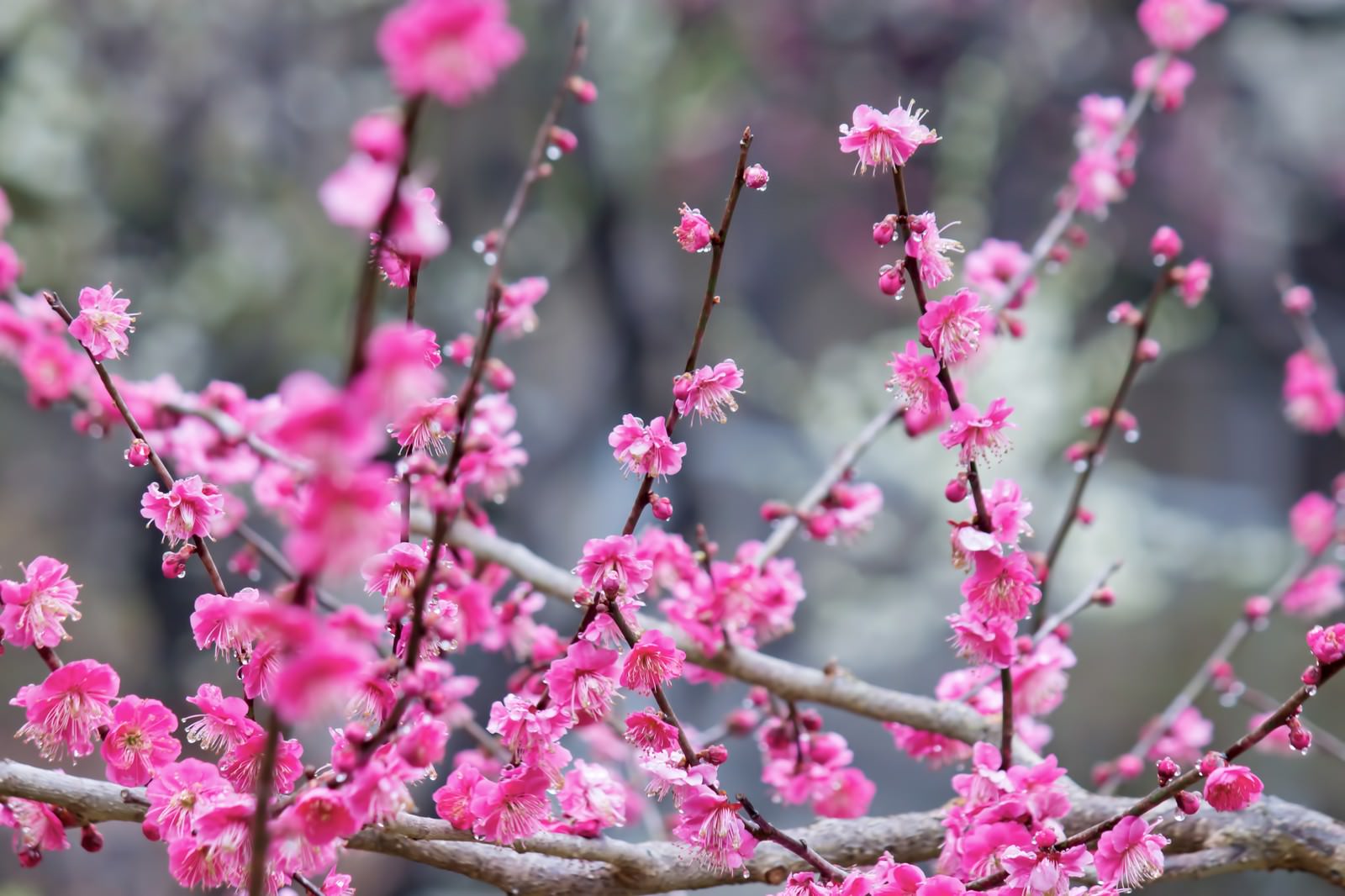 ピンクの梅の花 雨 の写真を無料ダウンロード フリー素材 ぱくたそ