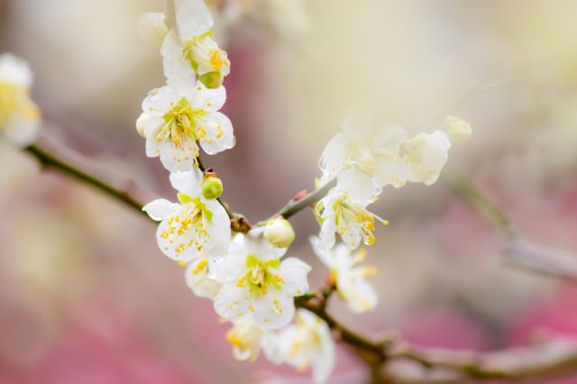 幻想的な雰囲気の梅の花