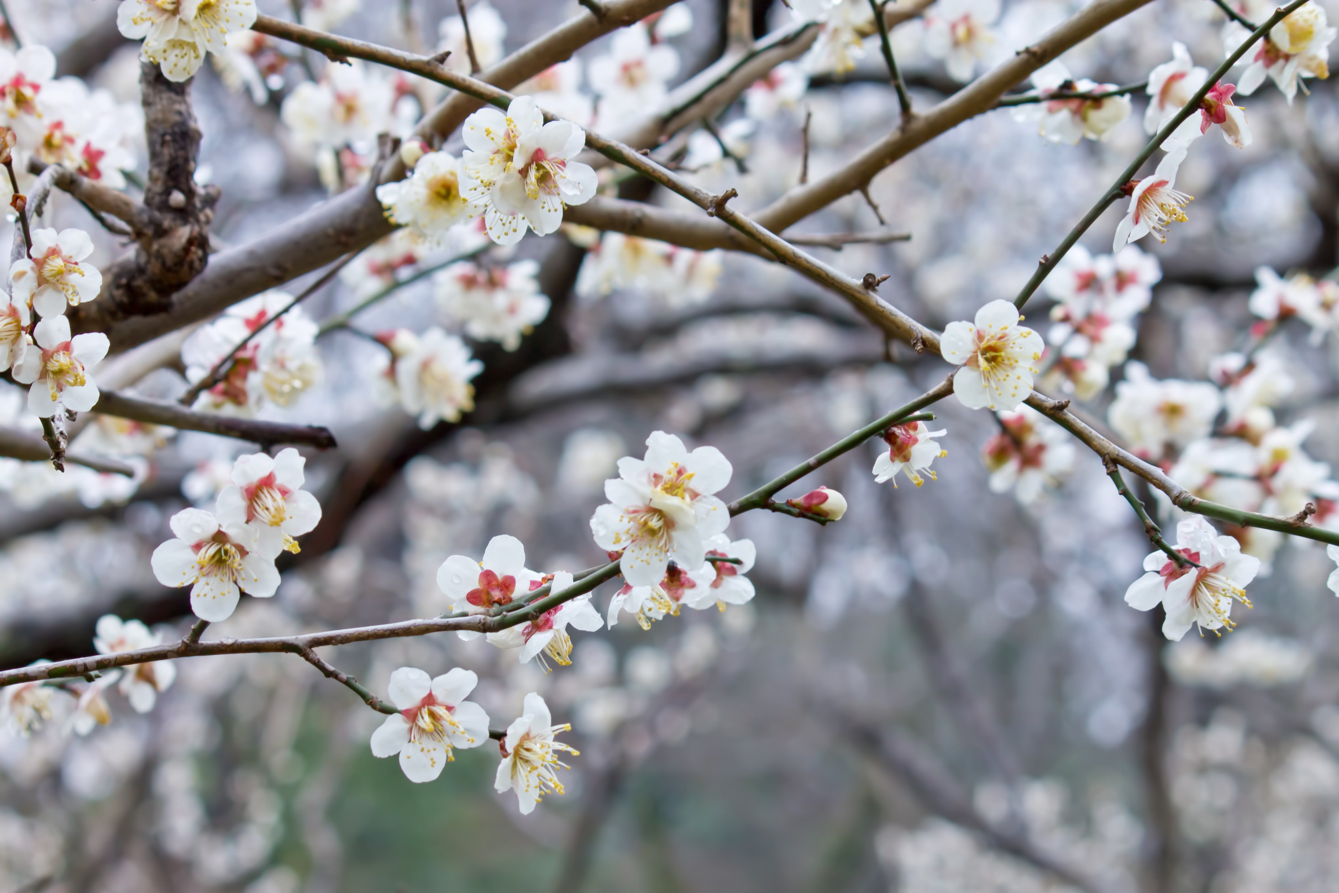 満開の梅の花の写真 画像 フリー素材 ぱくたそ