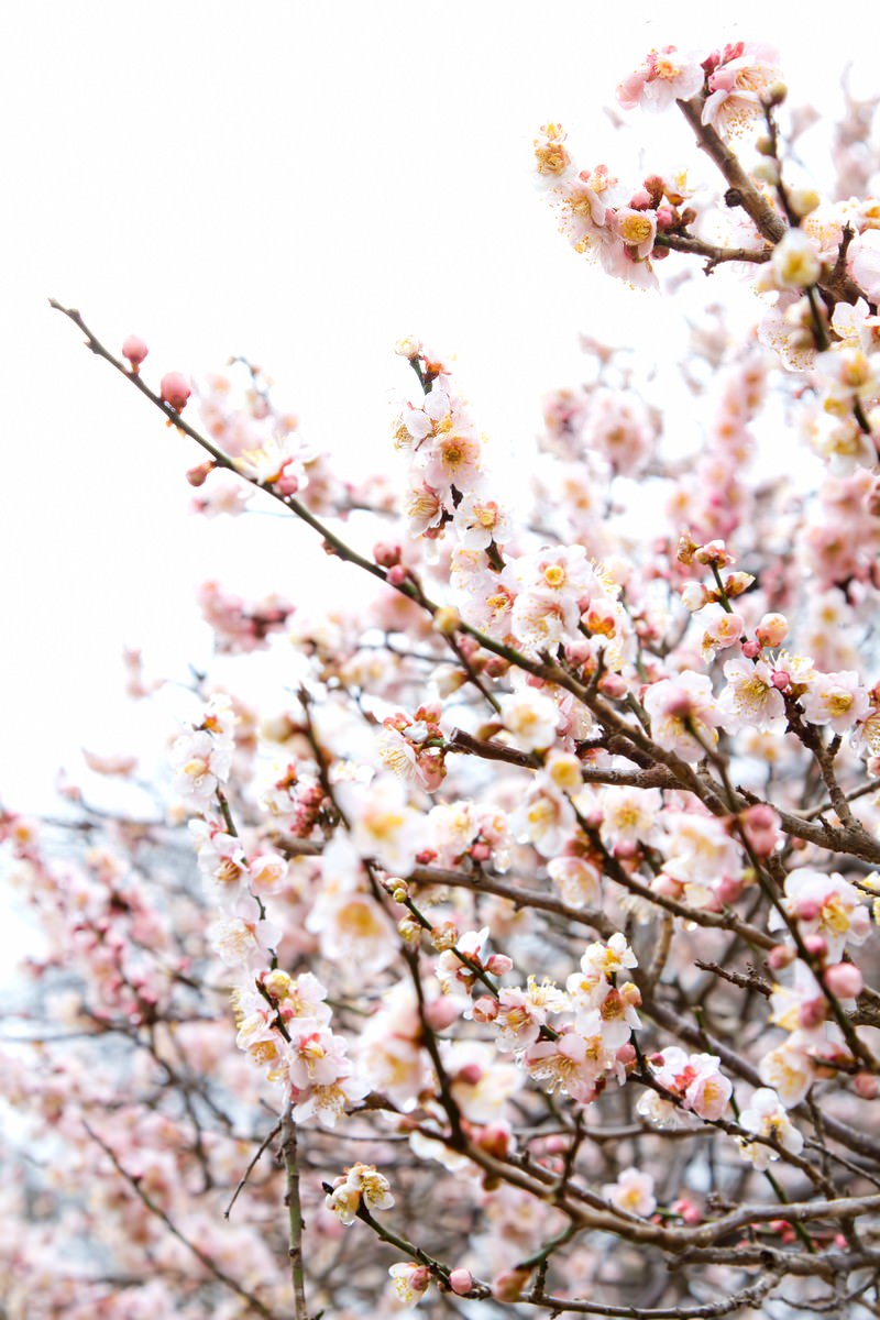 白い梅の花の写真 画像 フリー素材 ぱくたそ