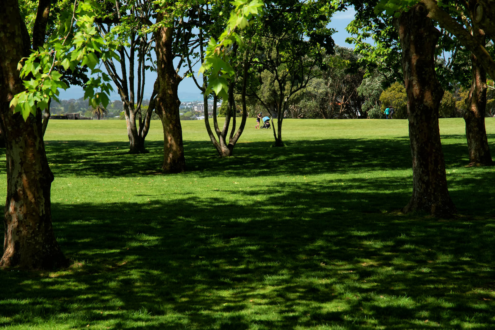 「コーンウォール・パークの草原（ニュージーランド）」の写真