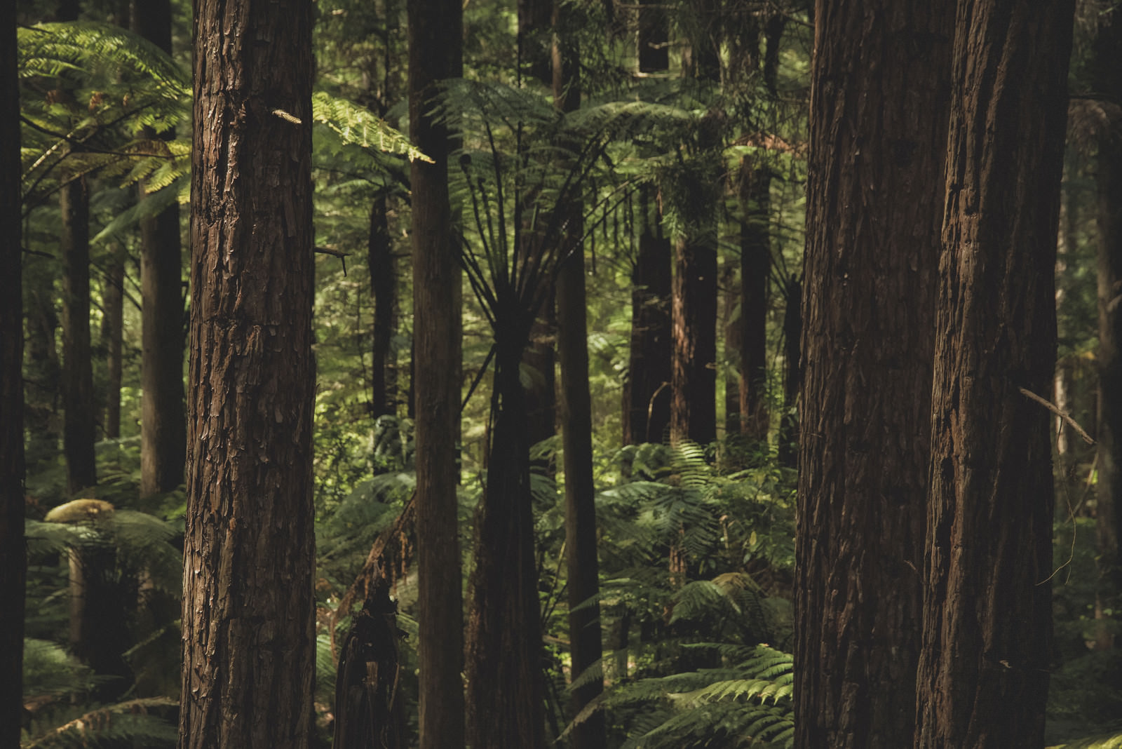 自然写真家 ハンヌハウタラ 写真集 Nature in the Kalevala（THE
