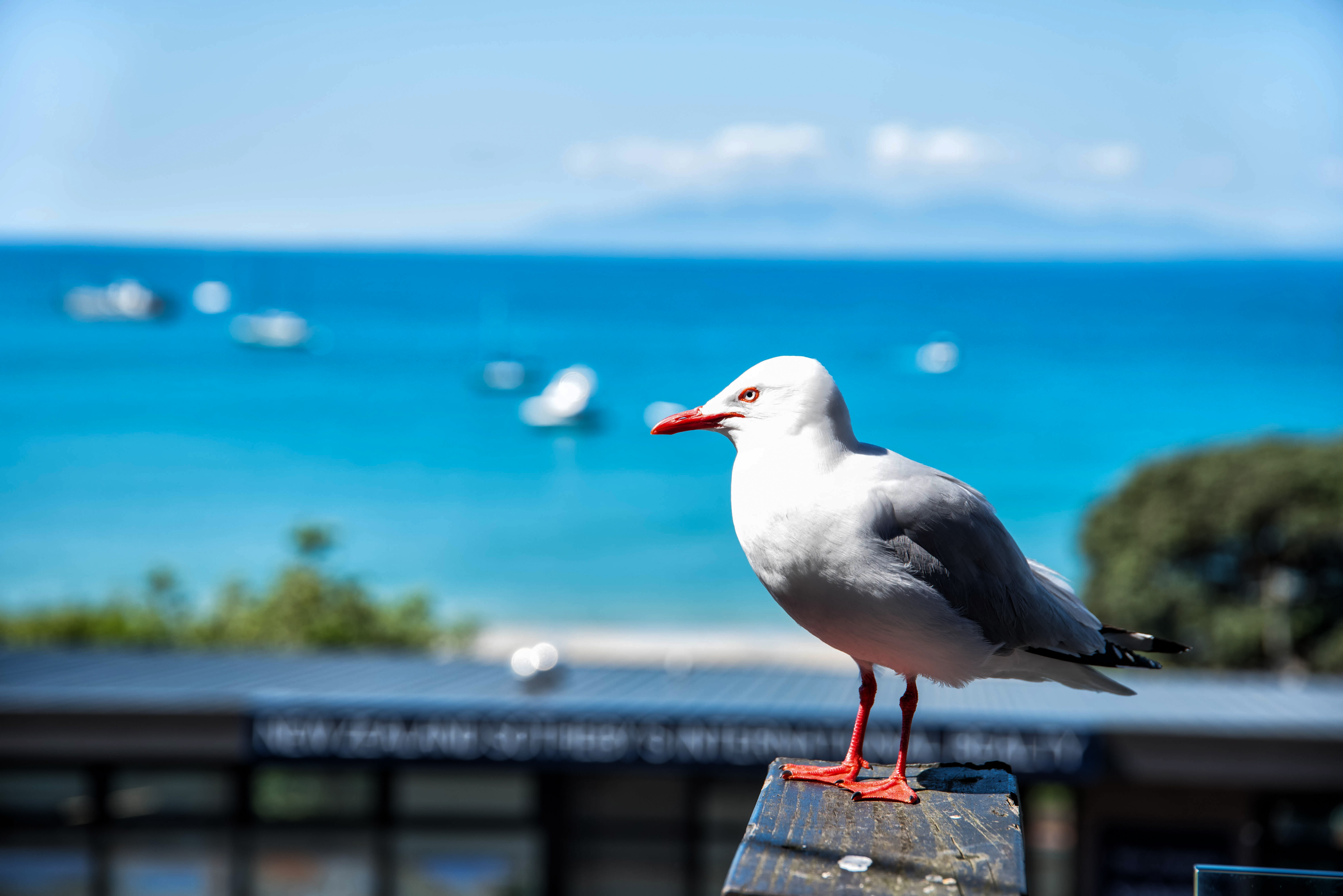 ニュージーランドの海岸沿いの風景と海鳥の写真を無料ダウンロード フリー素材 ぱくたそ