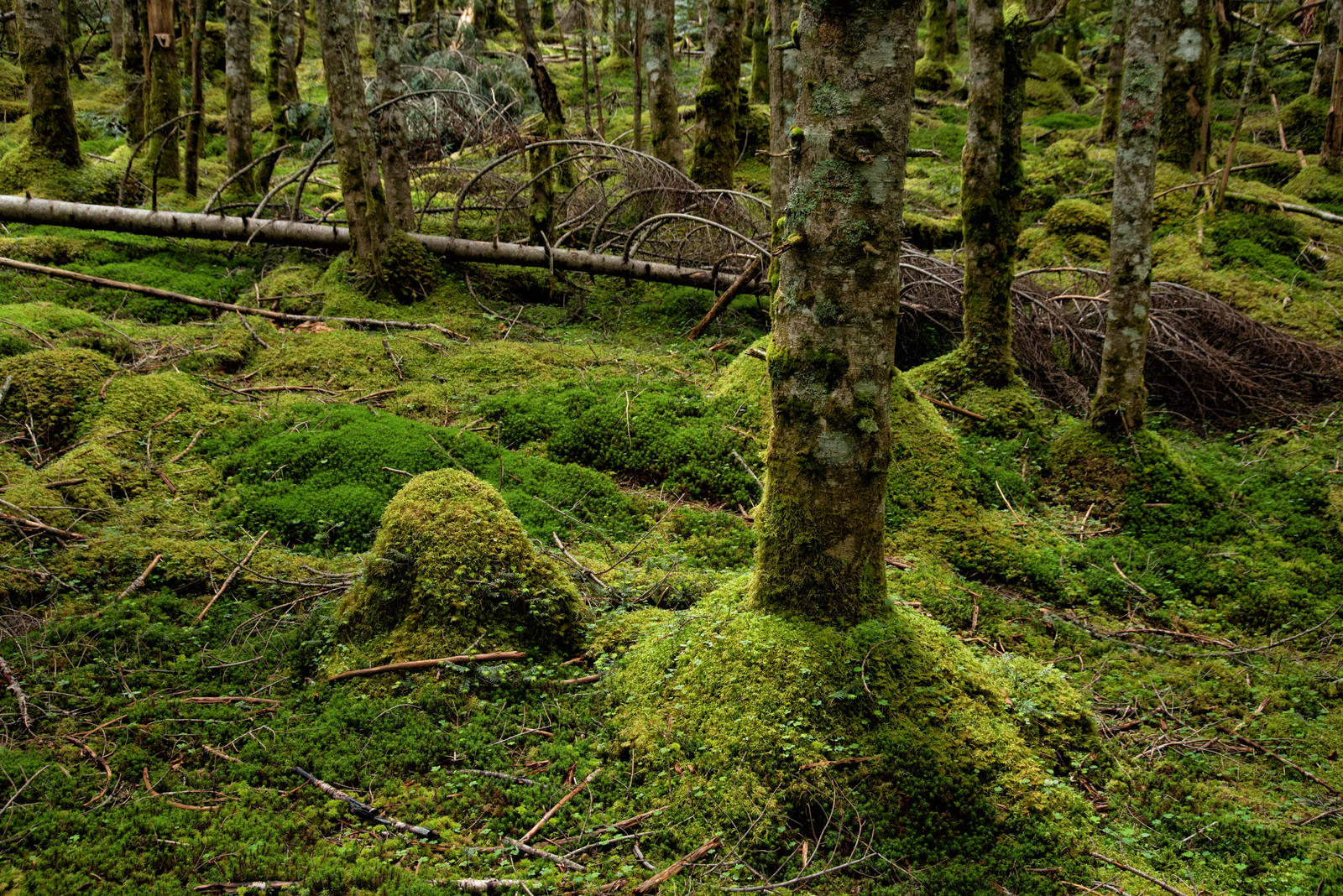 倒木と苔生す森の大地の写真素材 ぱくたそ