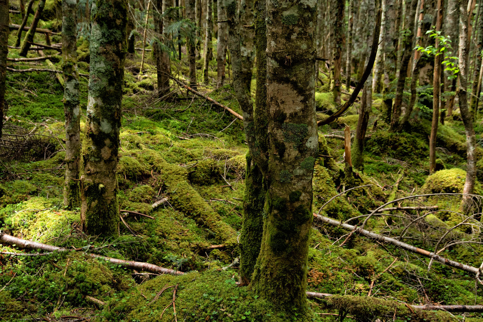 「原生林の苔生す木々」の写真