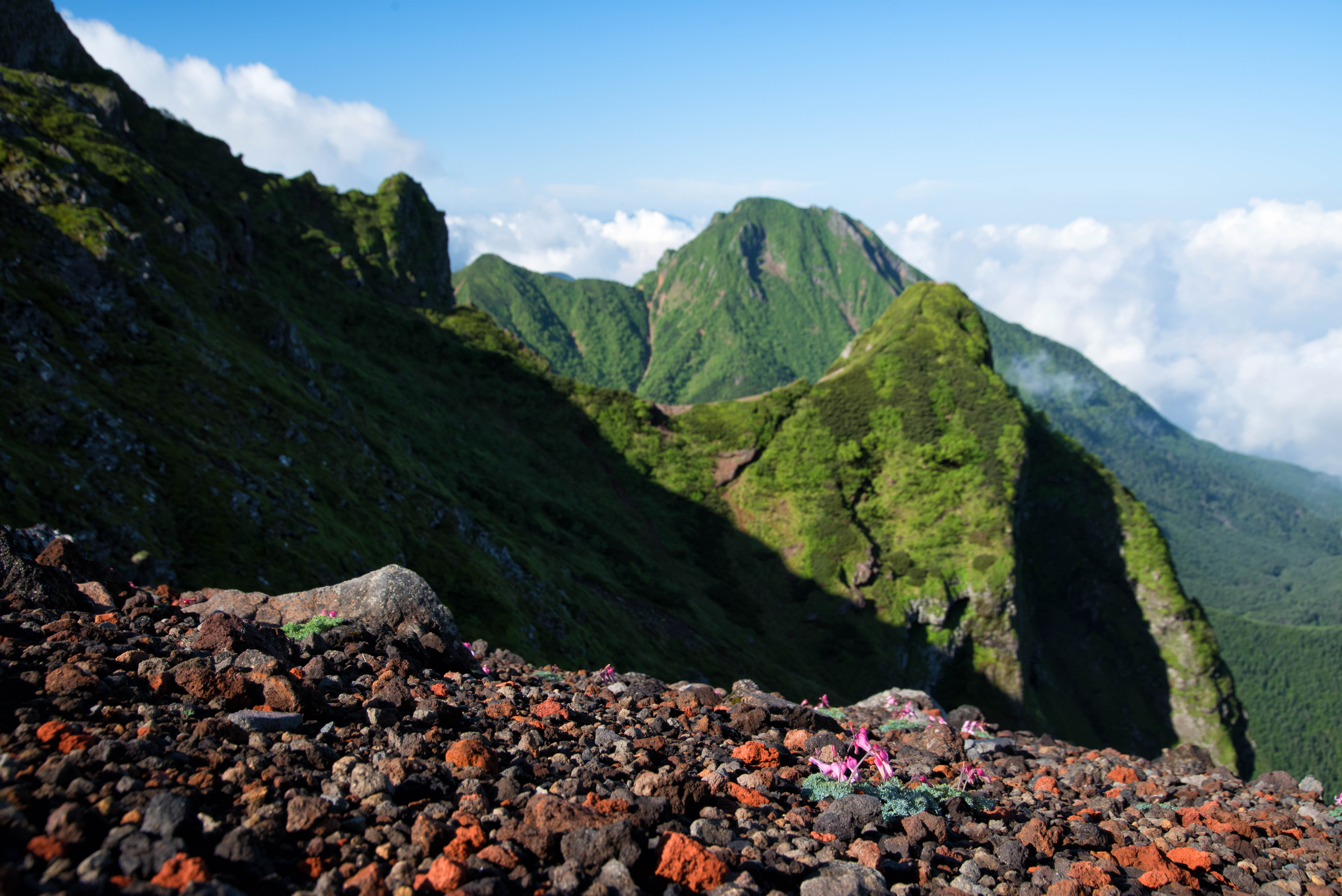 コマクサの群生と阿弥陀岳 八ヶ岳 の写真素材 ぱくたそ