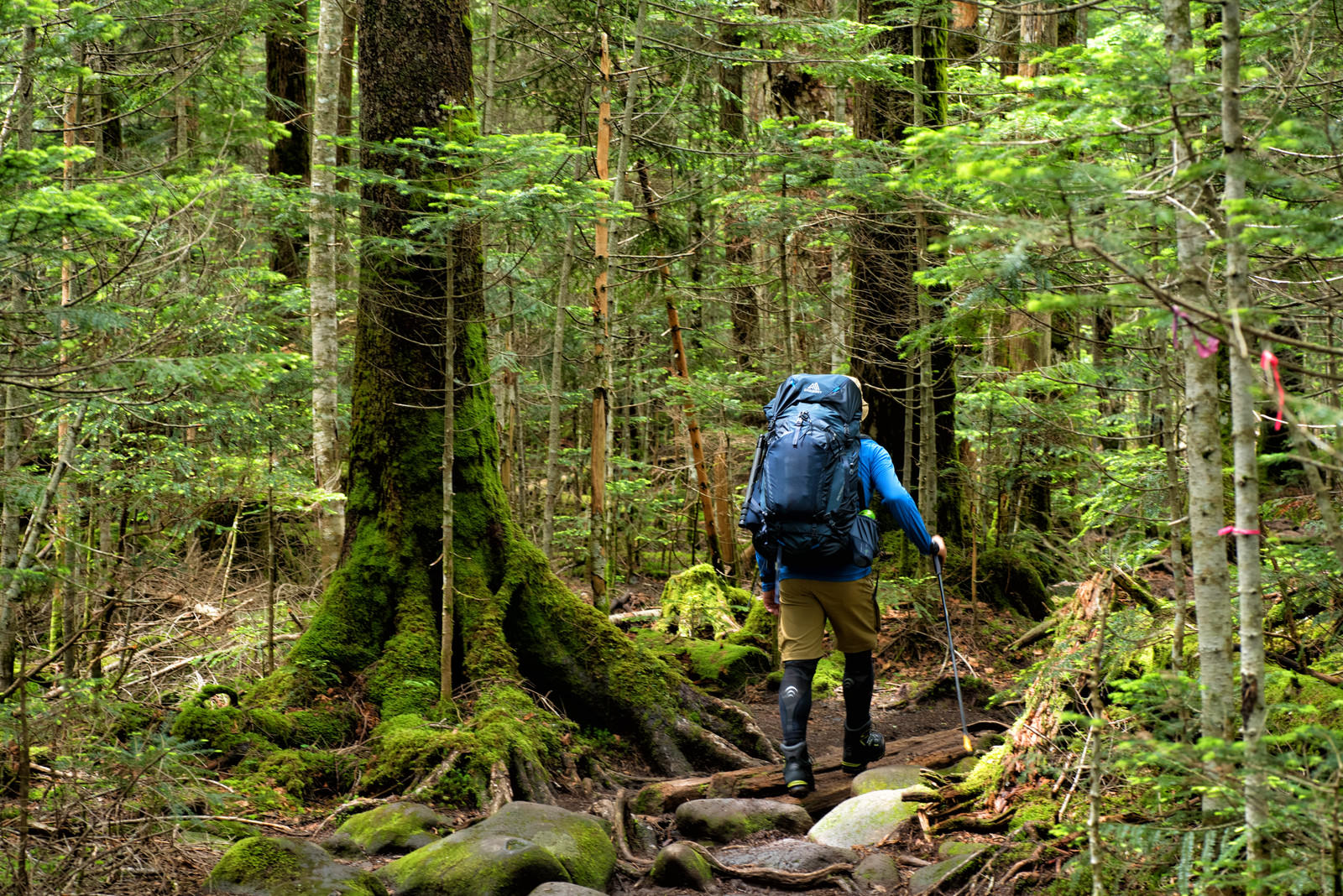 「足元の悪い原生林を歩く登山者」の写真