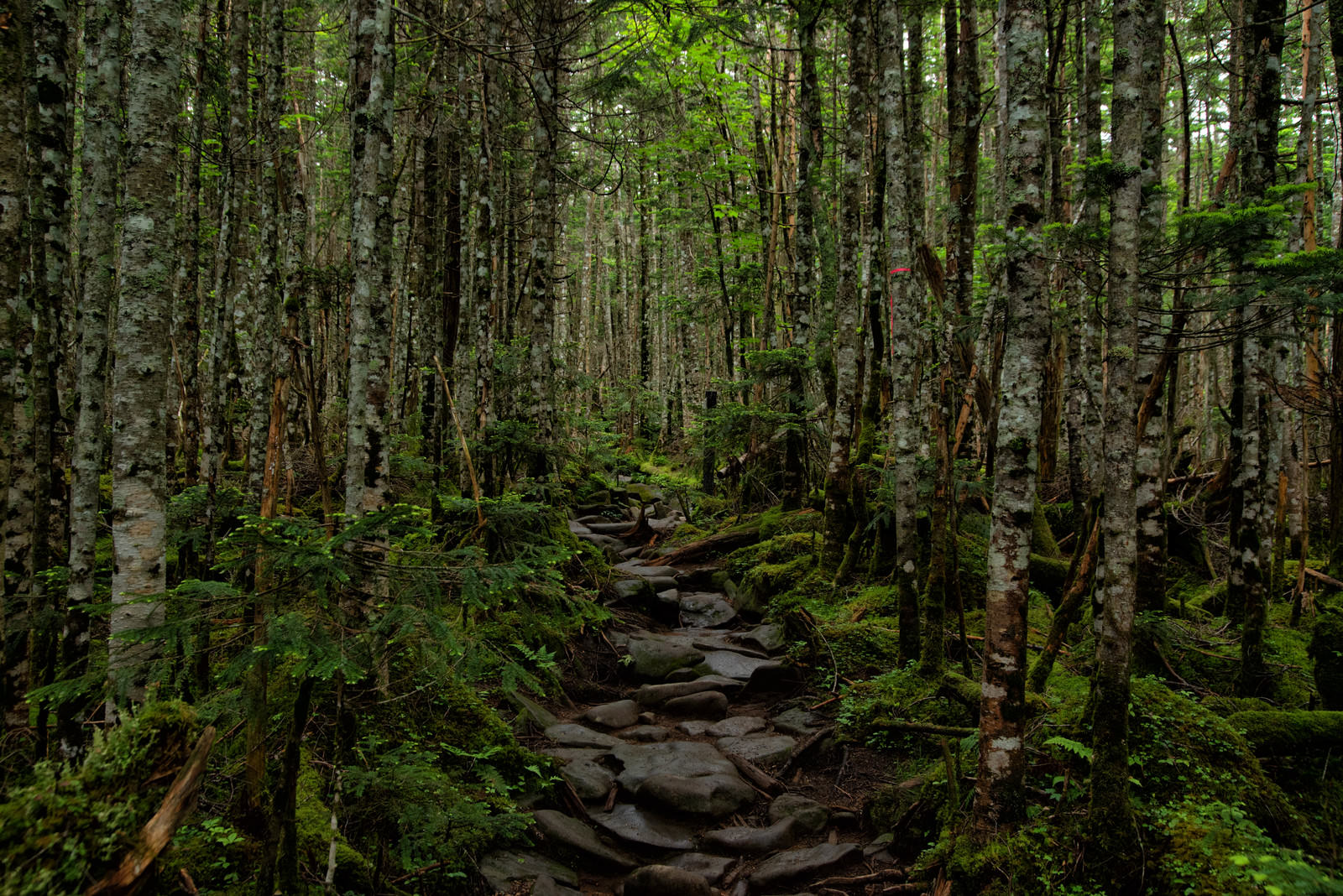 「苔生す原生林の石の登山道 | フリー素材のぱくたそ」の写真