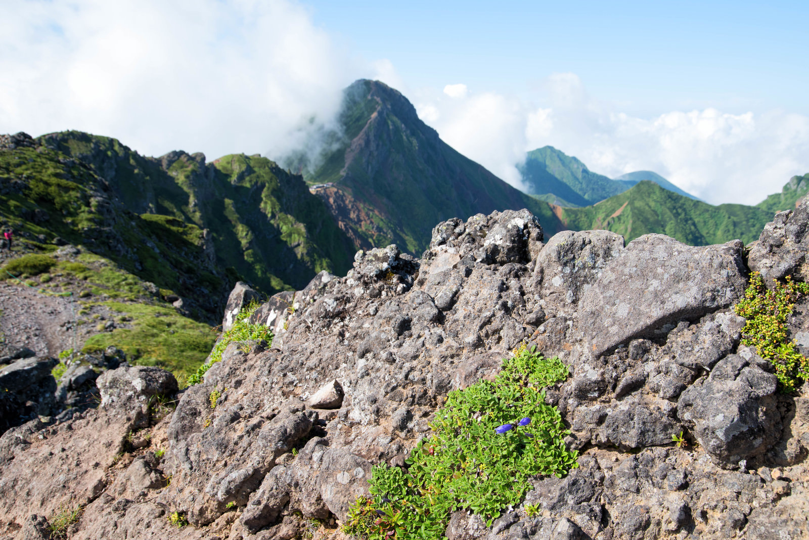 横岳の岩場に咲く高山植物の写真素材 Jpg画像 をトリミング ぱくたそ