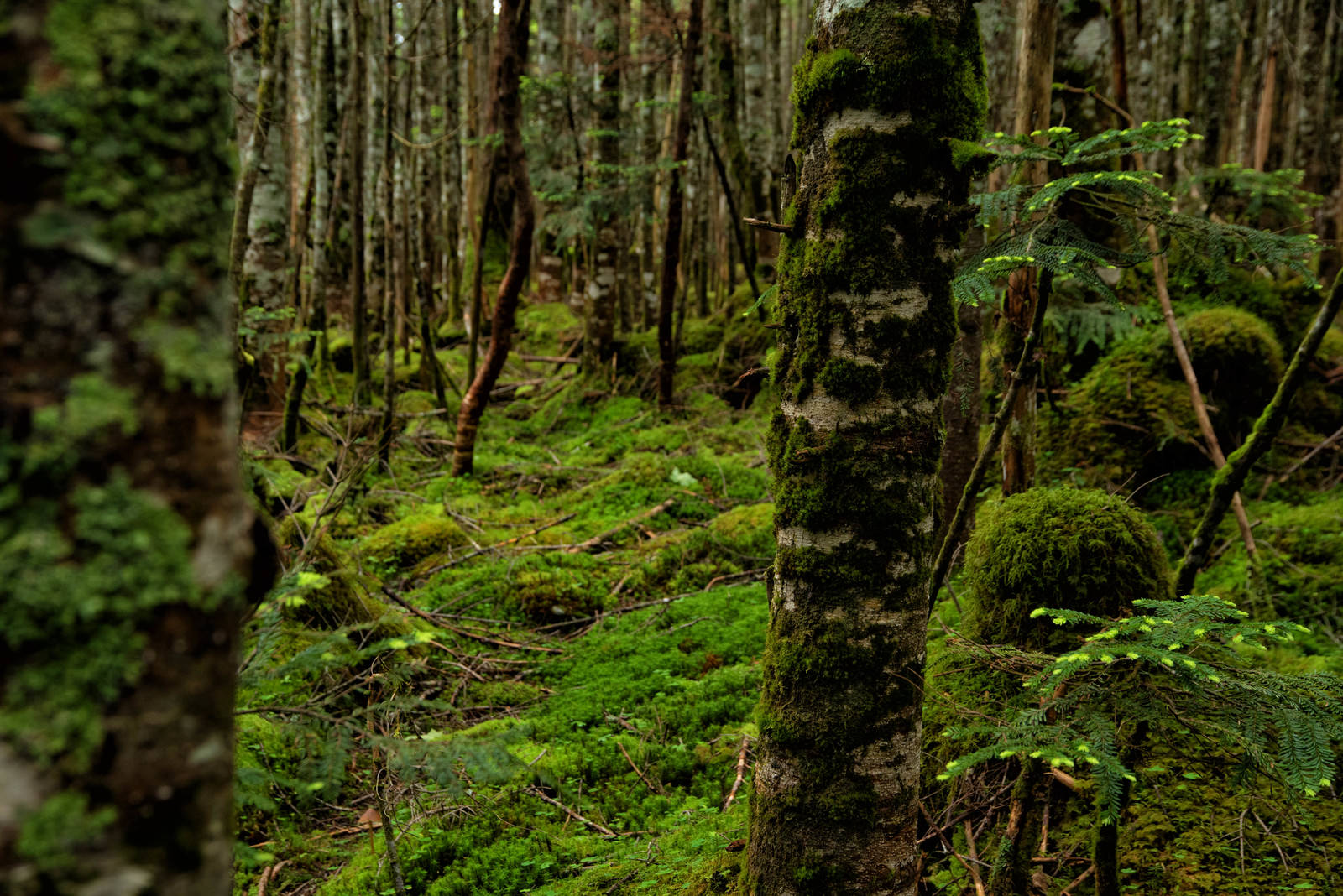 「原生林の樹皮に張り付く苔 」の写真