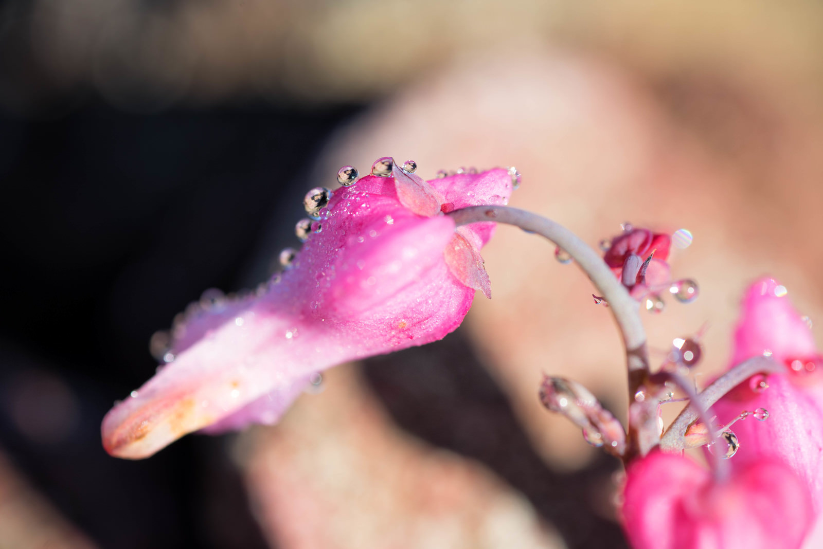 「水滴を纏う高山植物の女王（コマクサ） | フリー素材のぱくたそ」の写真