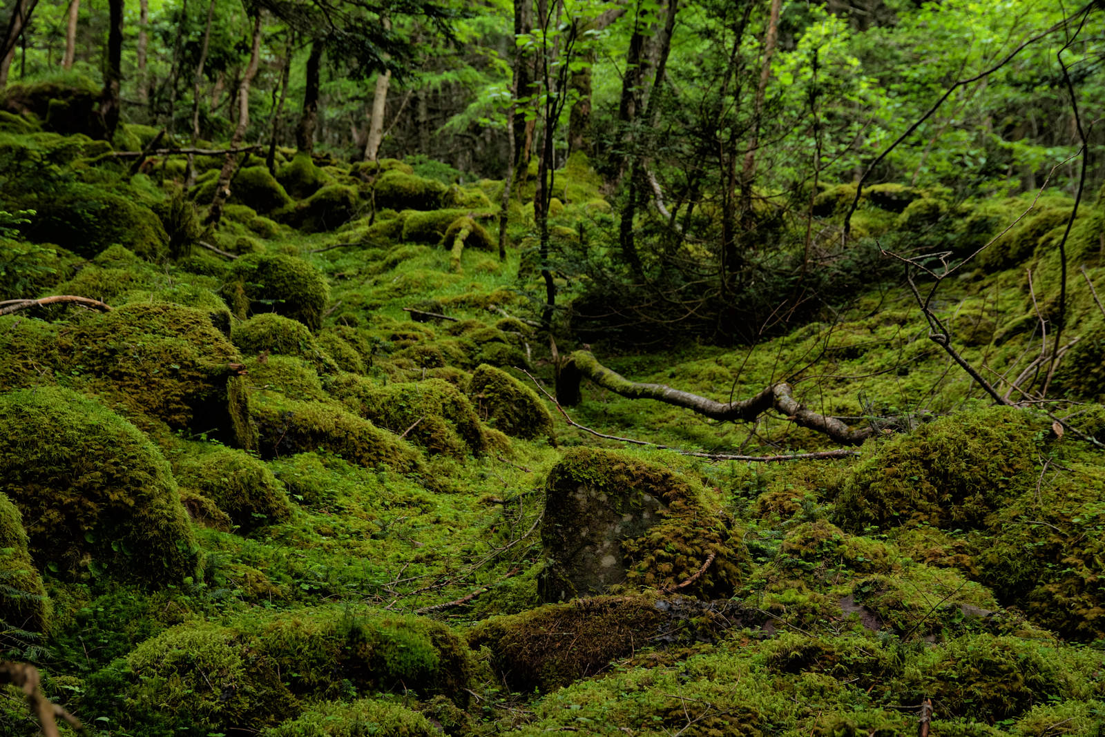 ãèã®çµ¨æ¯¯ãæ·ãããå«ã¶å²³ã®å¤§å°ï¼å«ã¶å²³é£å³°ï¼ | ç¡æã®åçç´ æã¯ããªã¼ç´ æã®ã±ããããã®åç