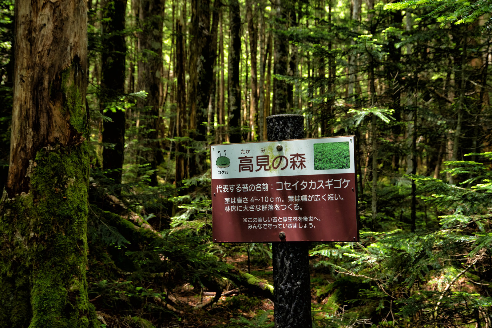 高見の森の看板の写真を無料ダウンロード フリー素材 ぱくたそ 高見の森の看板の写真を無料ダウンロード フリー素材 ぱくたそ