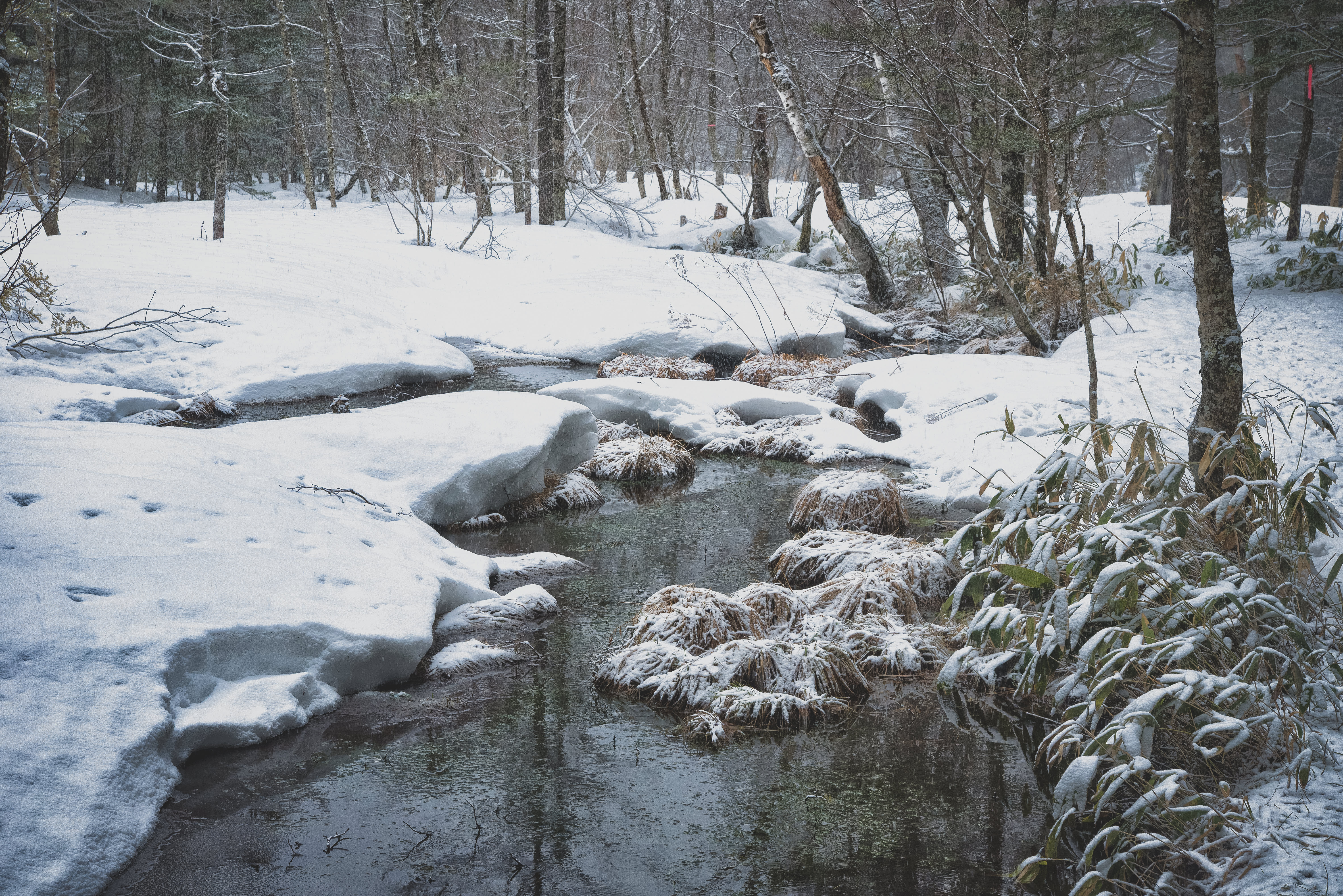 雪深い冬の湿原 上高地 の写真 画像 を無料ダウンロード フリー素材のぱくたそ