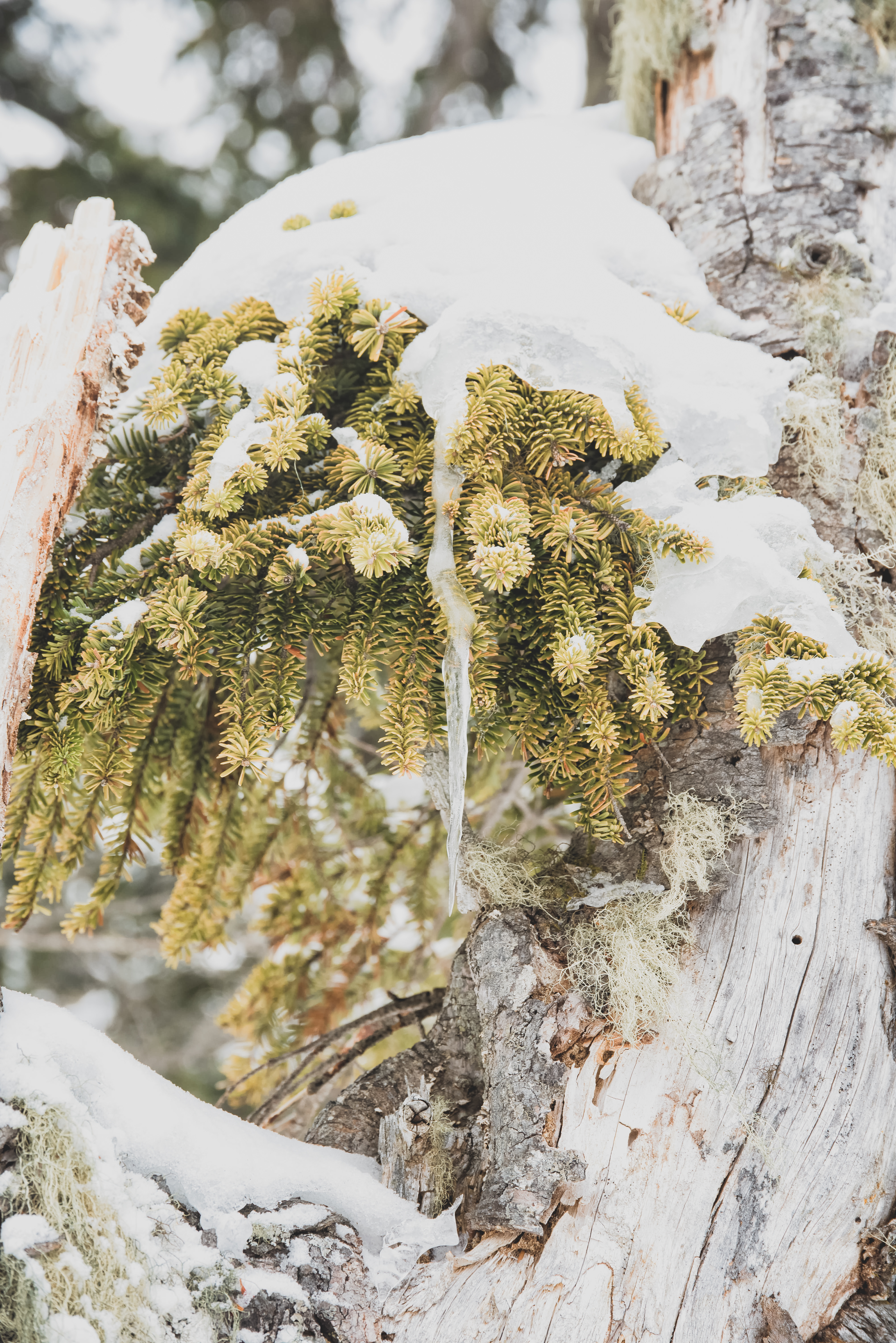 針葉樹を覆う雪とつららの写真素材 ぱくたそ