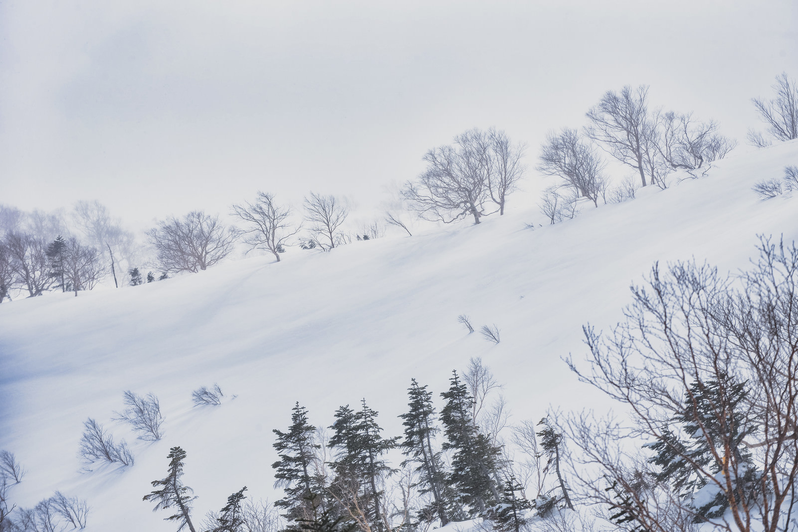 吹雪に耐える雪原の木々の写真 画像 を無料ダウンロード フリー素材のぱくたそ