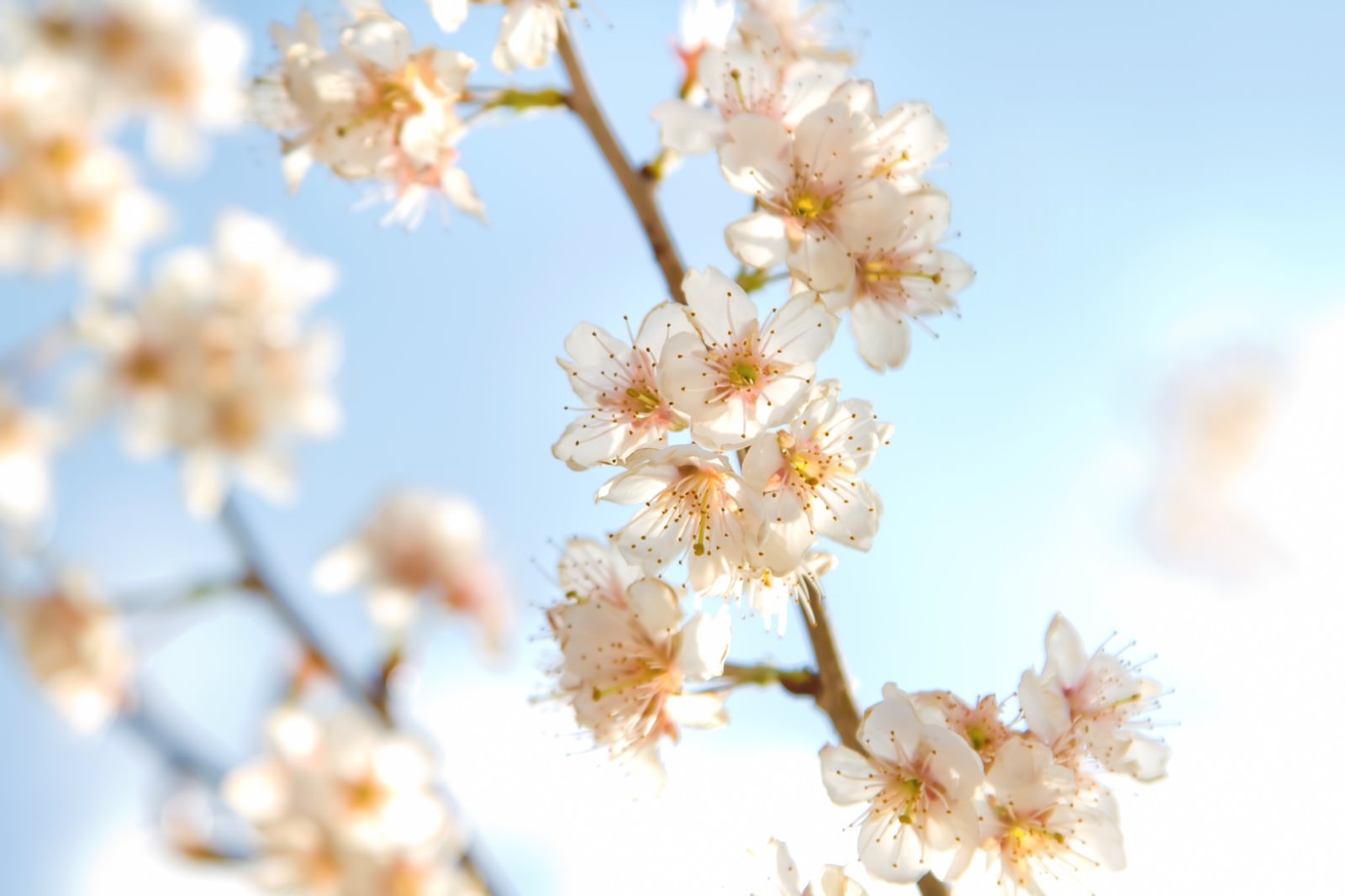 ほんわかした桜の写真 画像 を無料ダウンロード フリー素材のぱくたそ ほんわかした桜の写真 画像 を無料ダウンロード フリー素材のぱくたそ