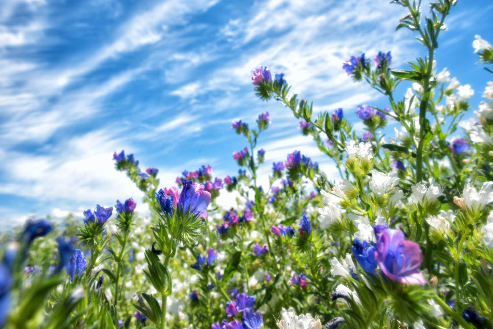「青空の下に咲くラベンダー」の写真