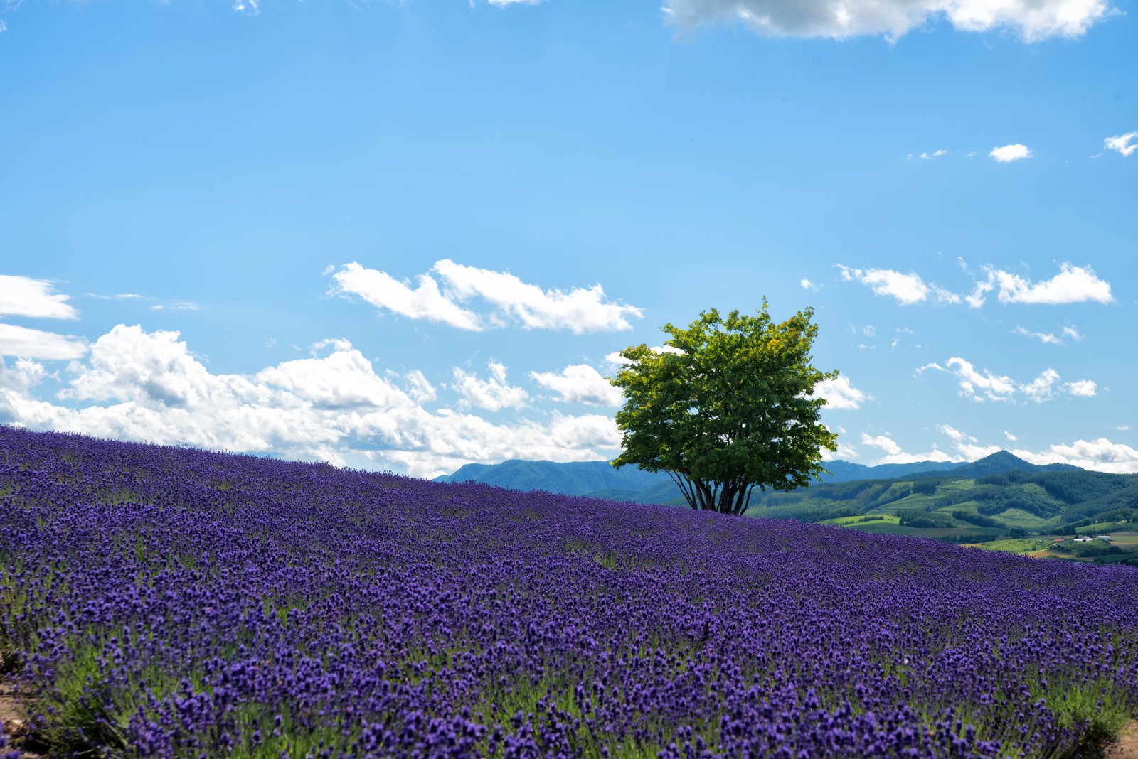 ラベンダー畑と一本の木の写真素材 ぱくたそ