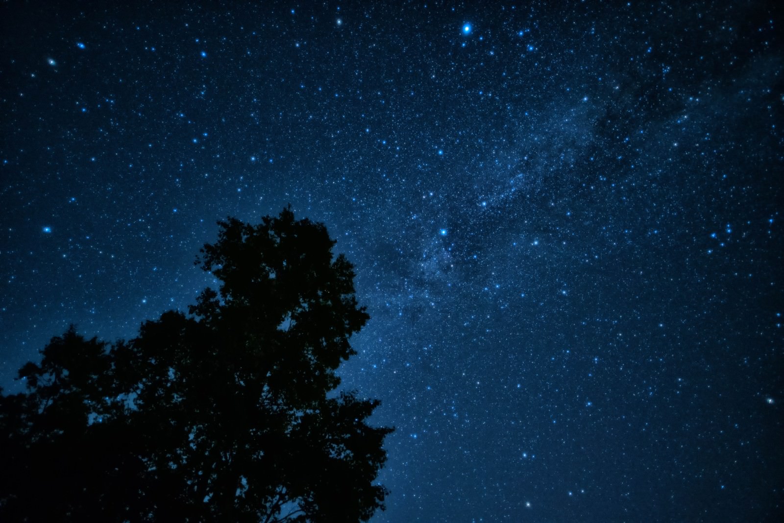 星空に映る大木のシルエットの写真 画像 フリー素材 ぱくたそ