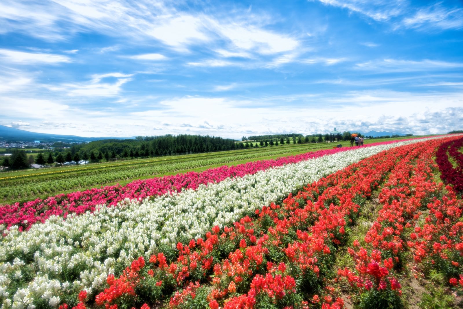 色とりどりに咲き誇る富良野の花畑のフリー素材 ぱくたそ