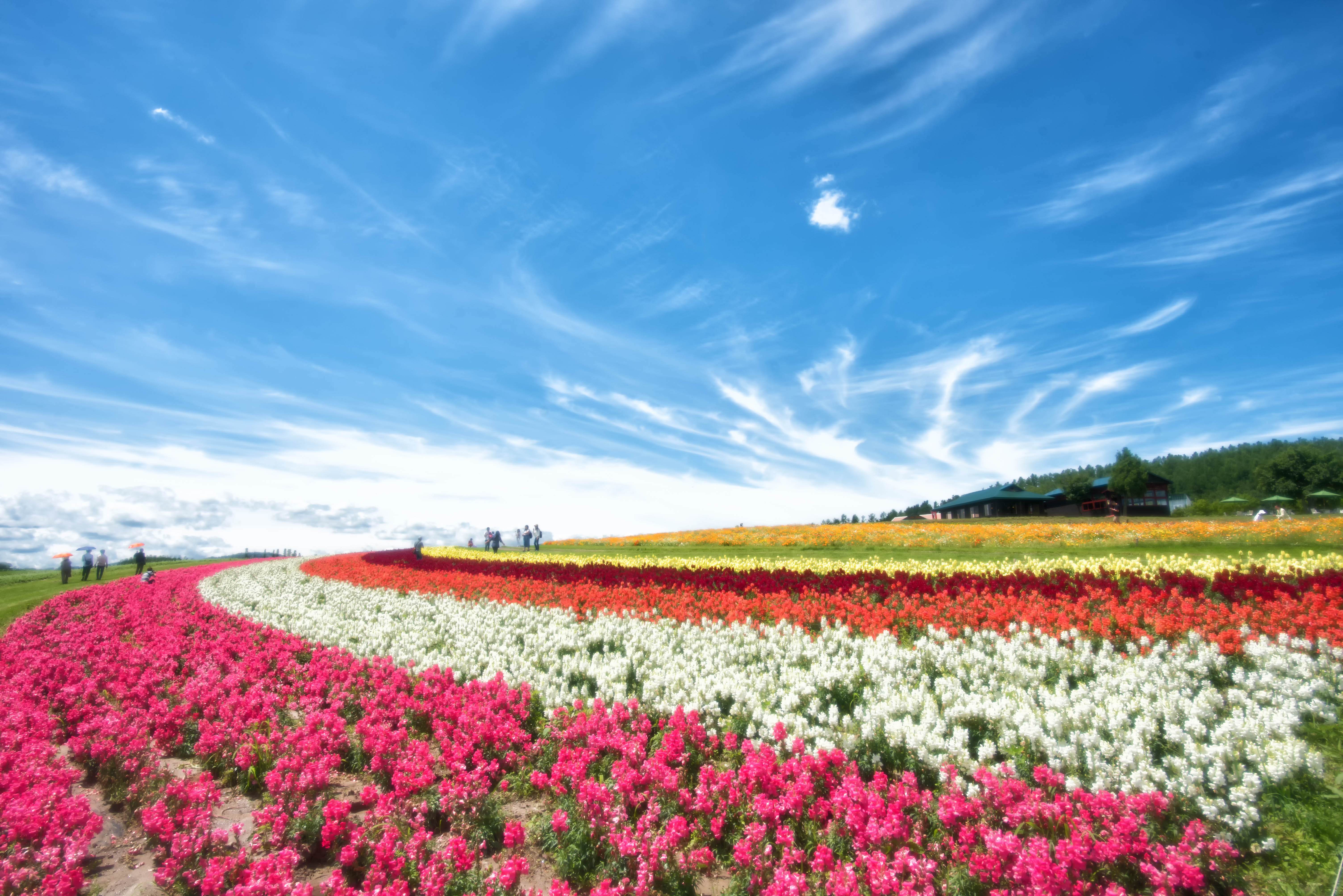 色とりどりの花畑と青空が織り成す富良野の風景のフリー素材 ぱくたそ