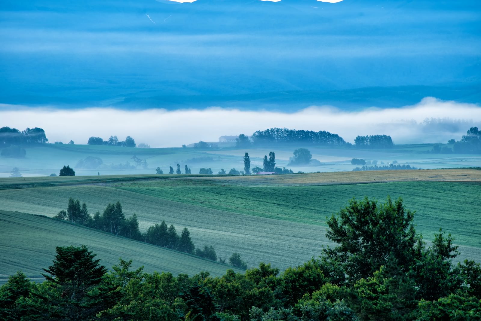 「朝霧に包まれる美瑛町の丘 | フリー素材のぱくたそ」の写真