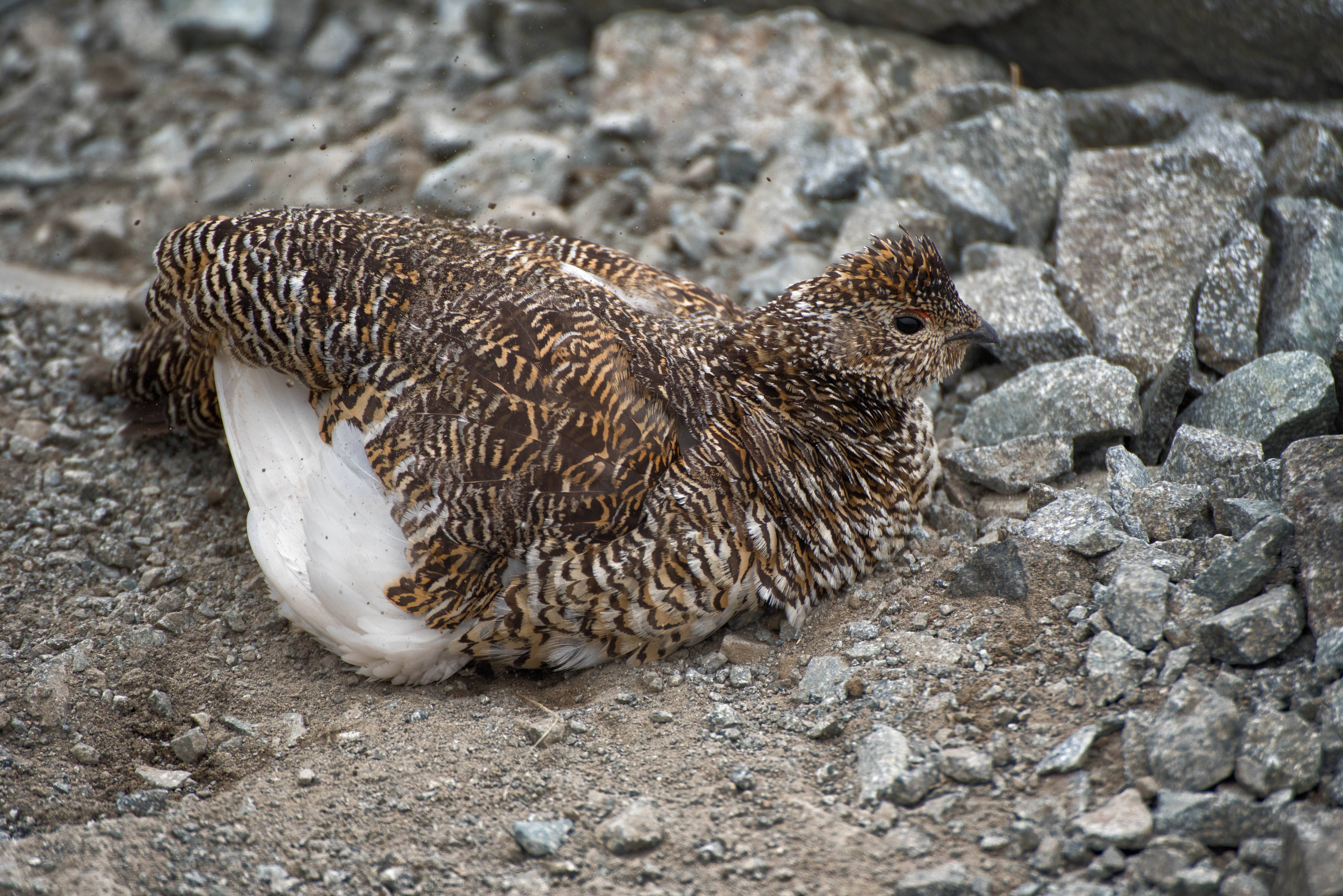砂浴び中の雷鳥 の写真 画像 を無料ダウンロード フリー素材のぱくたそ 砂浴び中の雷鳥 の写真 画像 を無料ダウンロード フリー素材のぱくたそ
