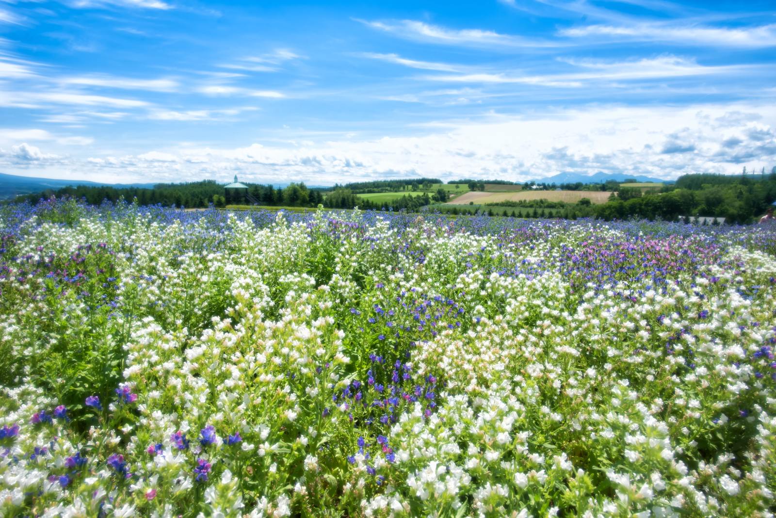 色とりどりの花畑の写真素材 ぱくたそ