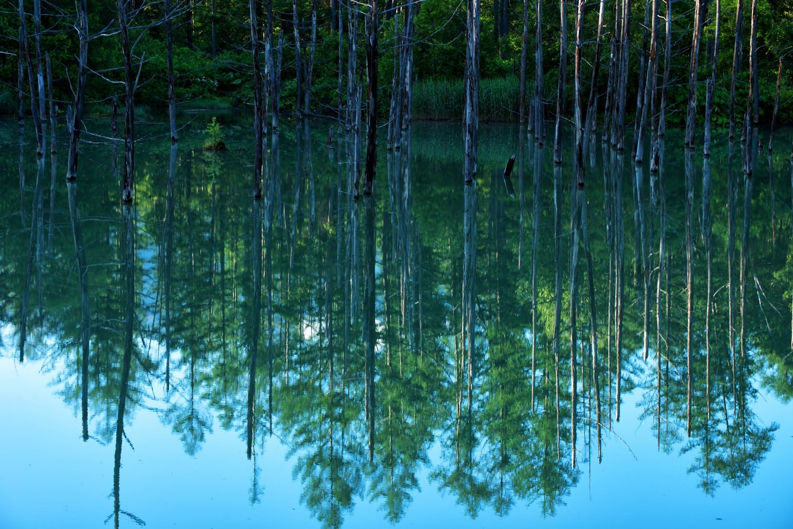 「青池の湖面に映る水鏡」