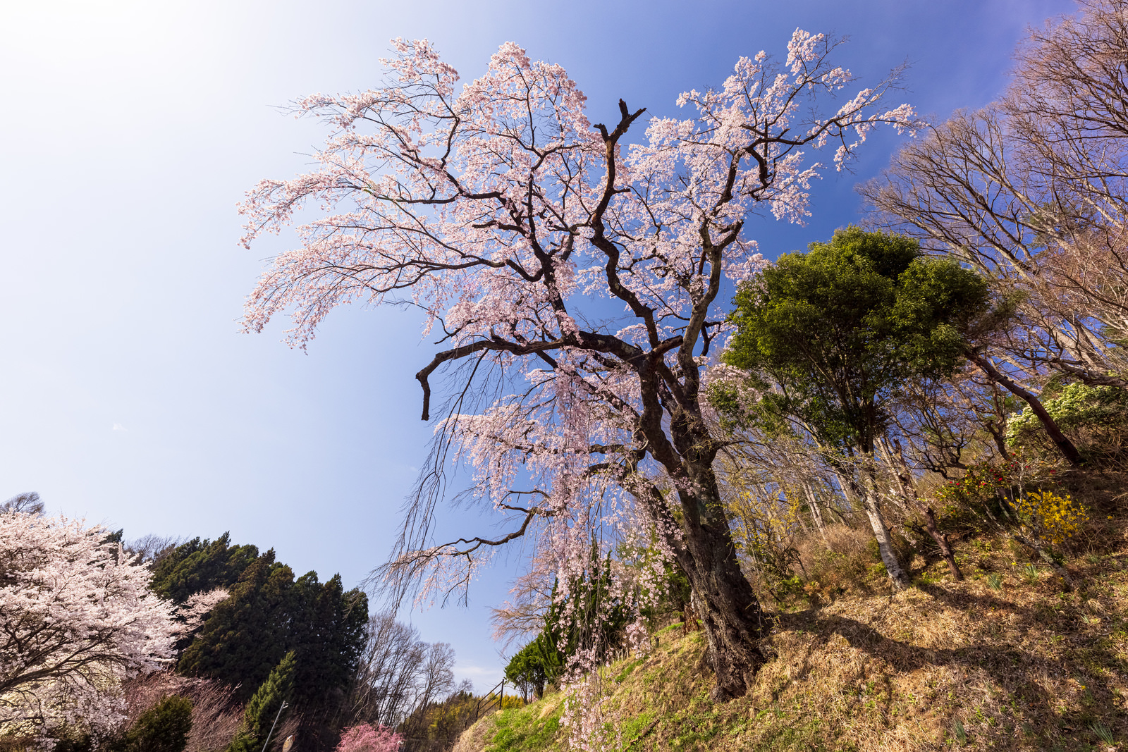「道路脇の斜面に咲く伊勢桜 | フリー素材のぱくたそ」の写真
