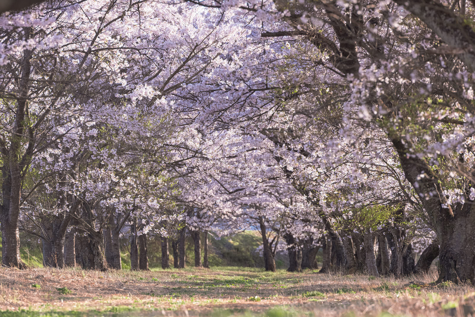 「笹原川の桜並木 | フリー素材のぱくたそ」の写真