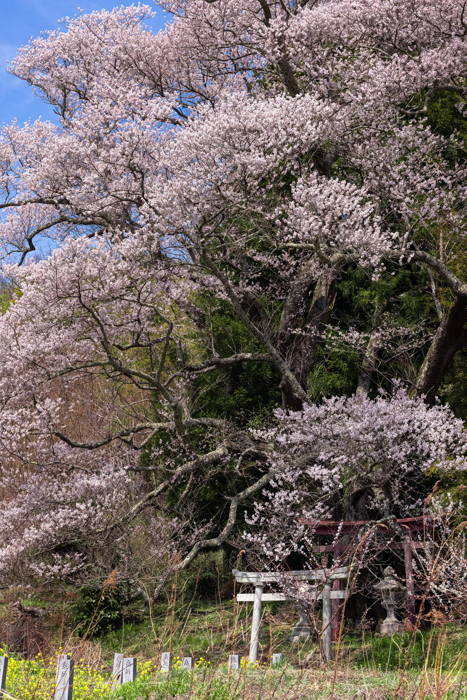 伸びやかに伸びた枝に桜の花（子授け櫻）の無料の写真素材 - ID.77769