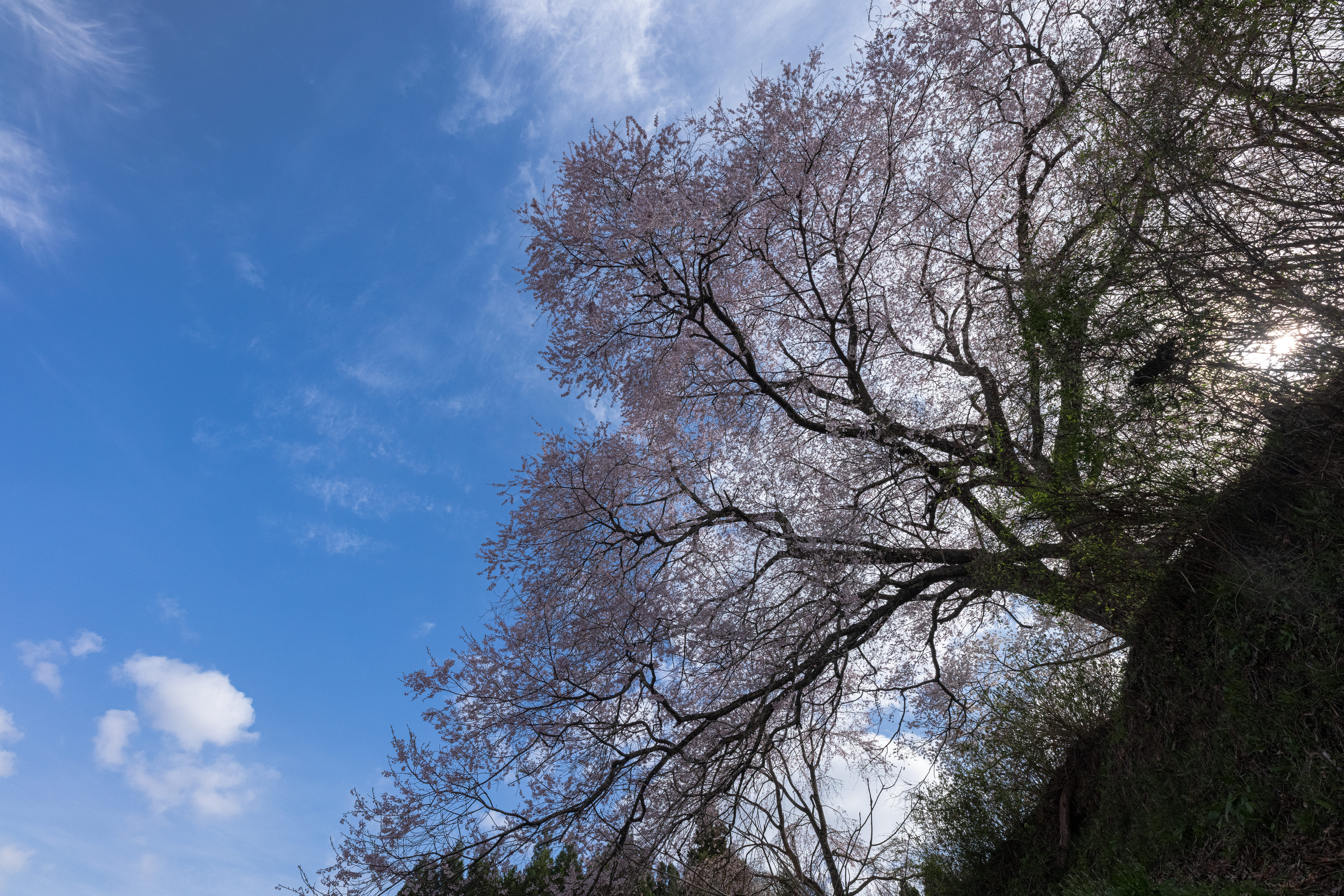 丘の上に祀られた石塔を覆う 黒木石造り三層塔の桜 の写真素材 ぱくたそ