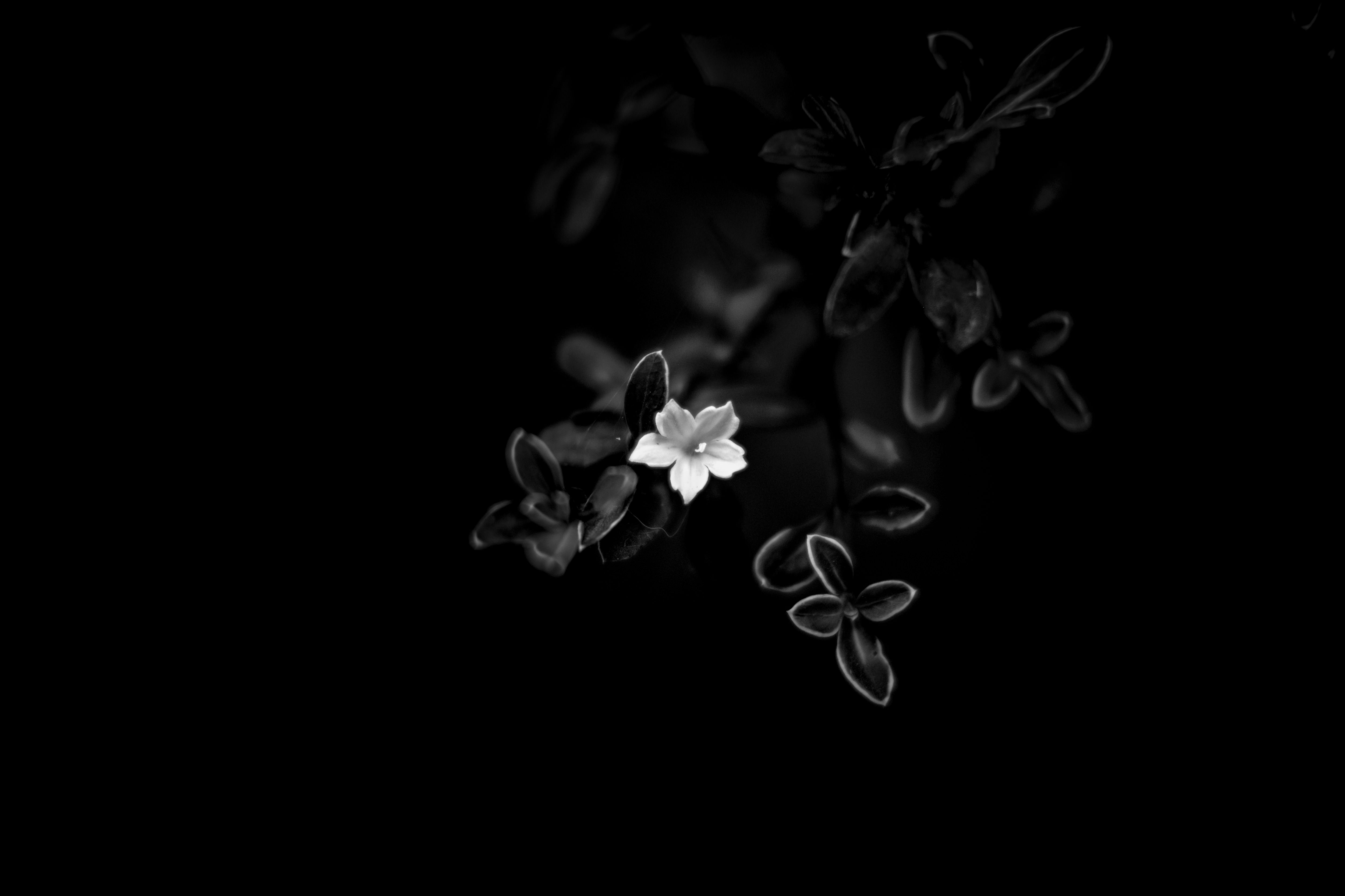 白い花 モノクロ の写真 画像 フリー素材 ぱくたそ