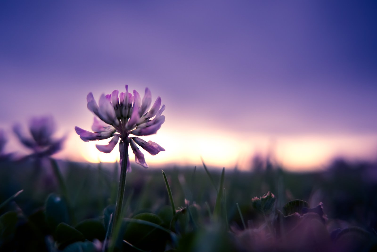 夕暮れと花の写真を無料ダウンロード フリー素材 ぱくたそ