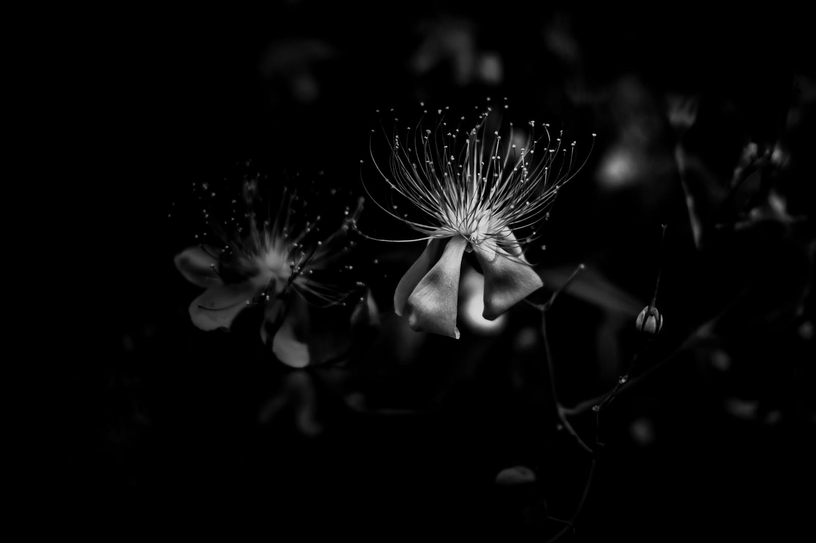 花糸（モノクロ）の写真（画像）を無料ダウンロード - フリー素材のぱくたそ