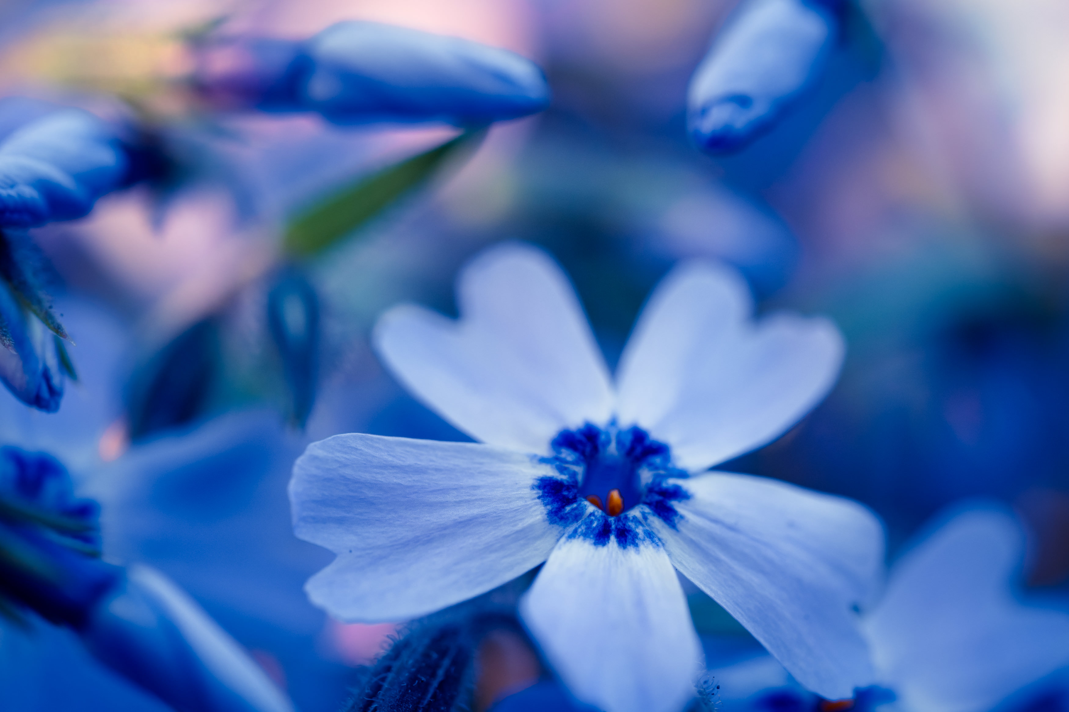 青い秋桜の写真 画像 を無料ダウンロード フリー素材のぱくたそ
