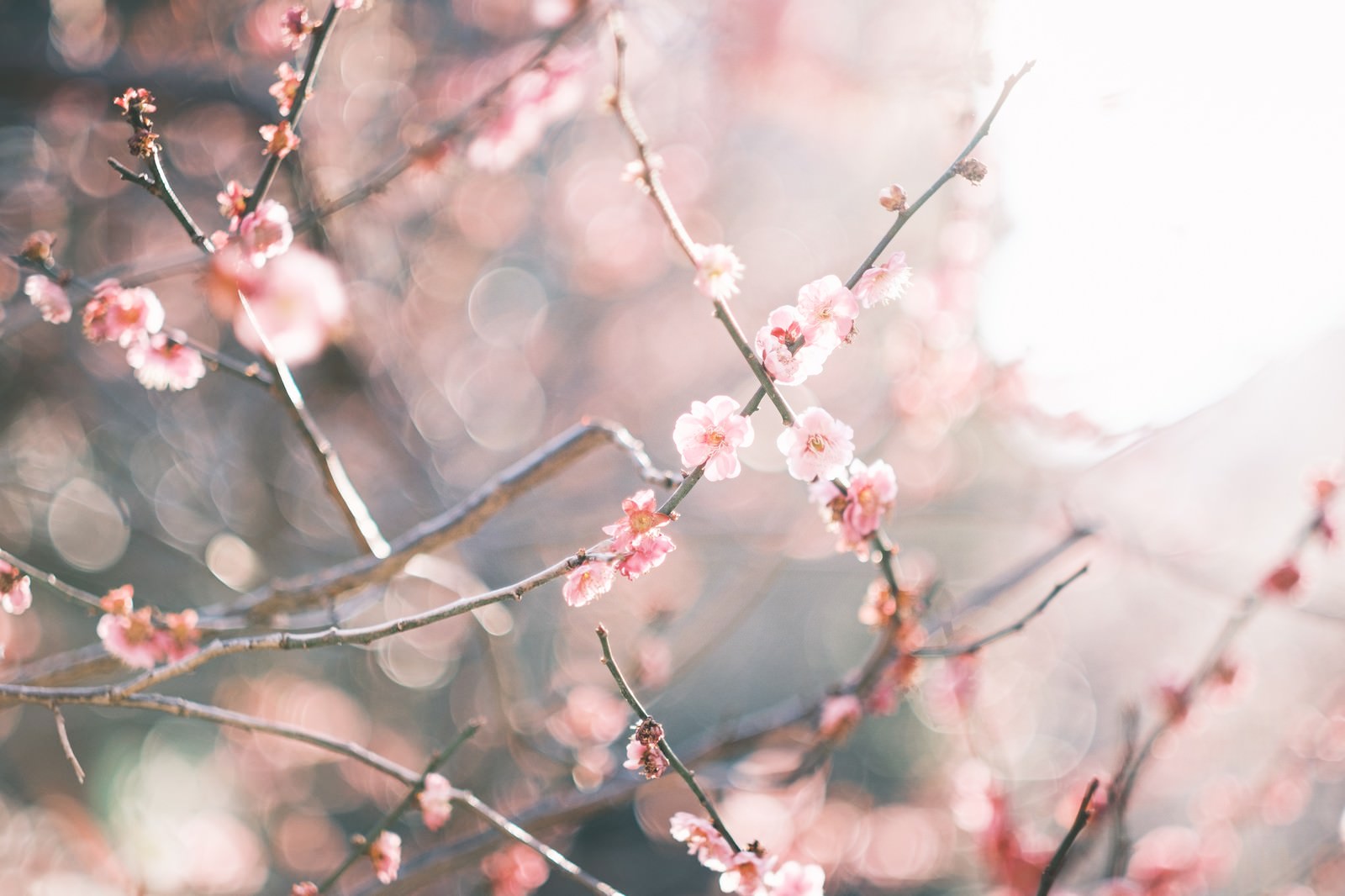 「逆光に輝く梅の花 | フリー素材のぱくたそ」の写真