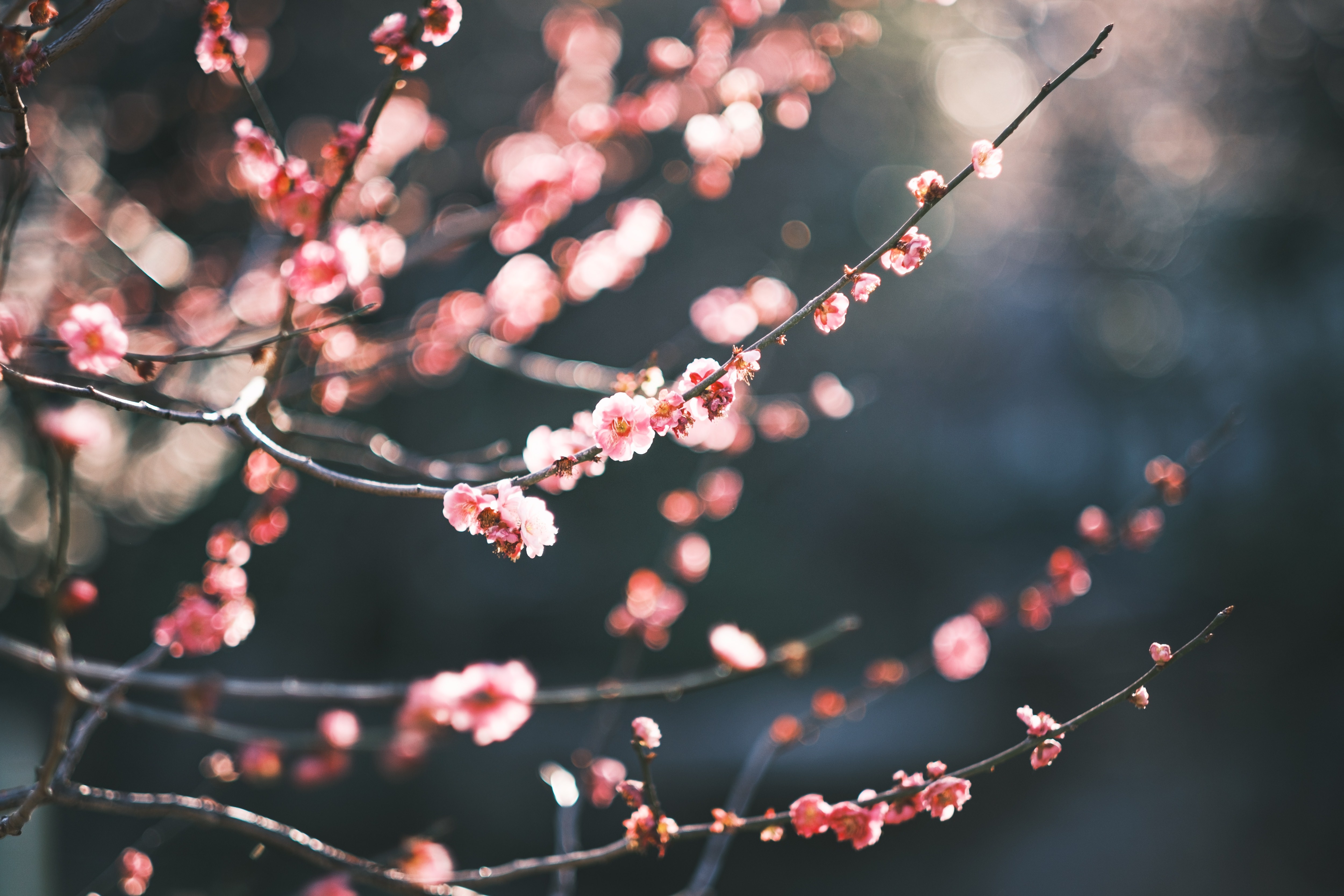 梅の花とボケ味の写真素材 ぱくたそ