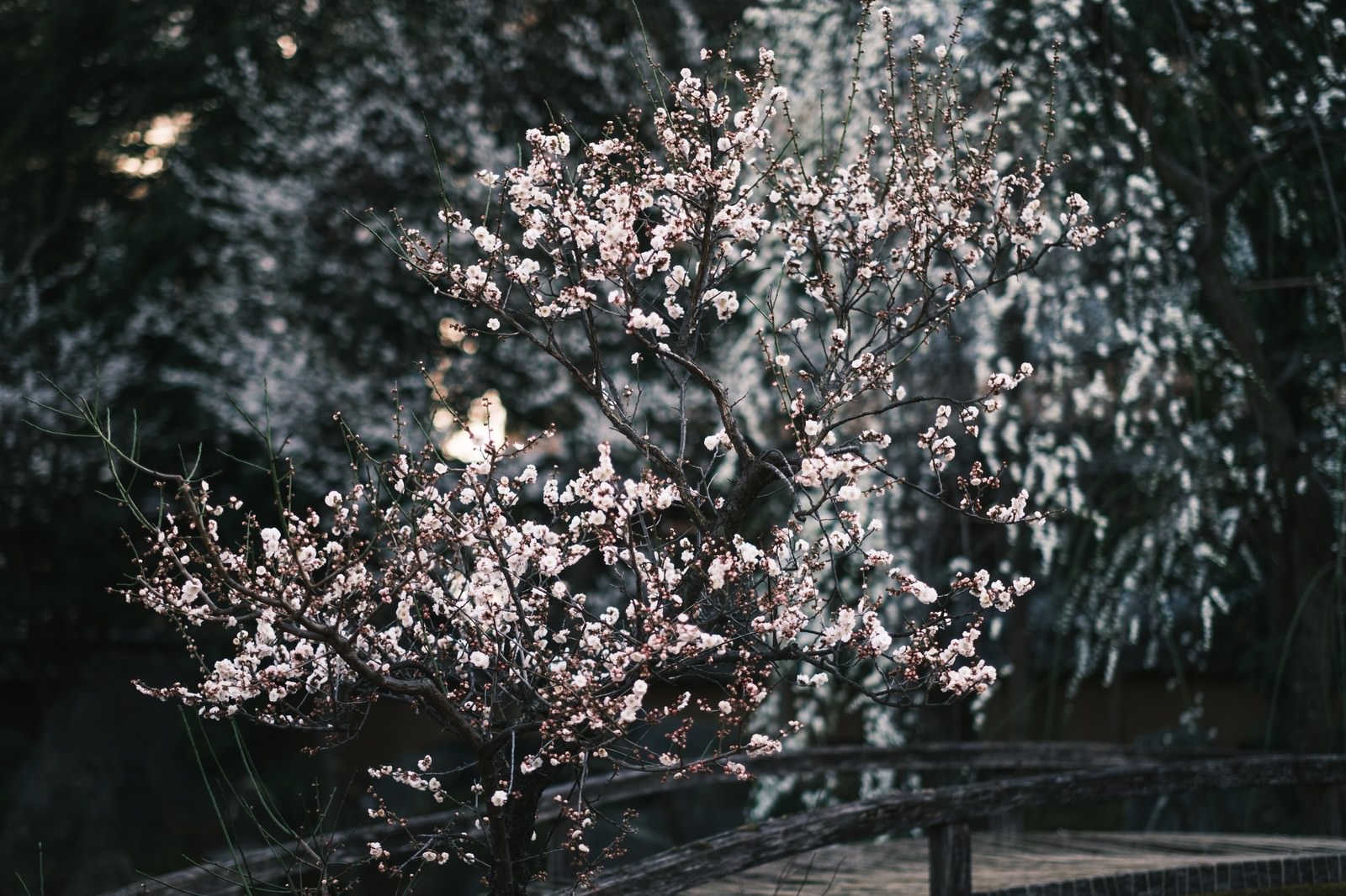 ひっそりと佇む梅の花の写真を無料ダウンロード フリー素材 ぱくたそ ひっそりと佇む梅の花の写真を無料ダウンロード フリー素材 ぱくたそ