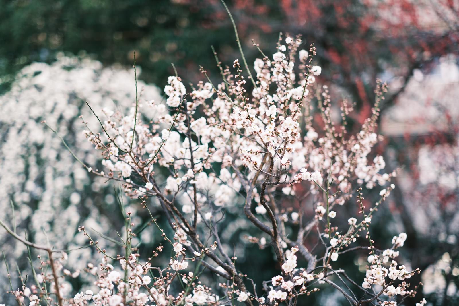 「映える開花した梅と蕾」の写真