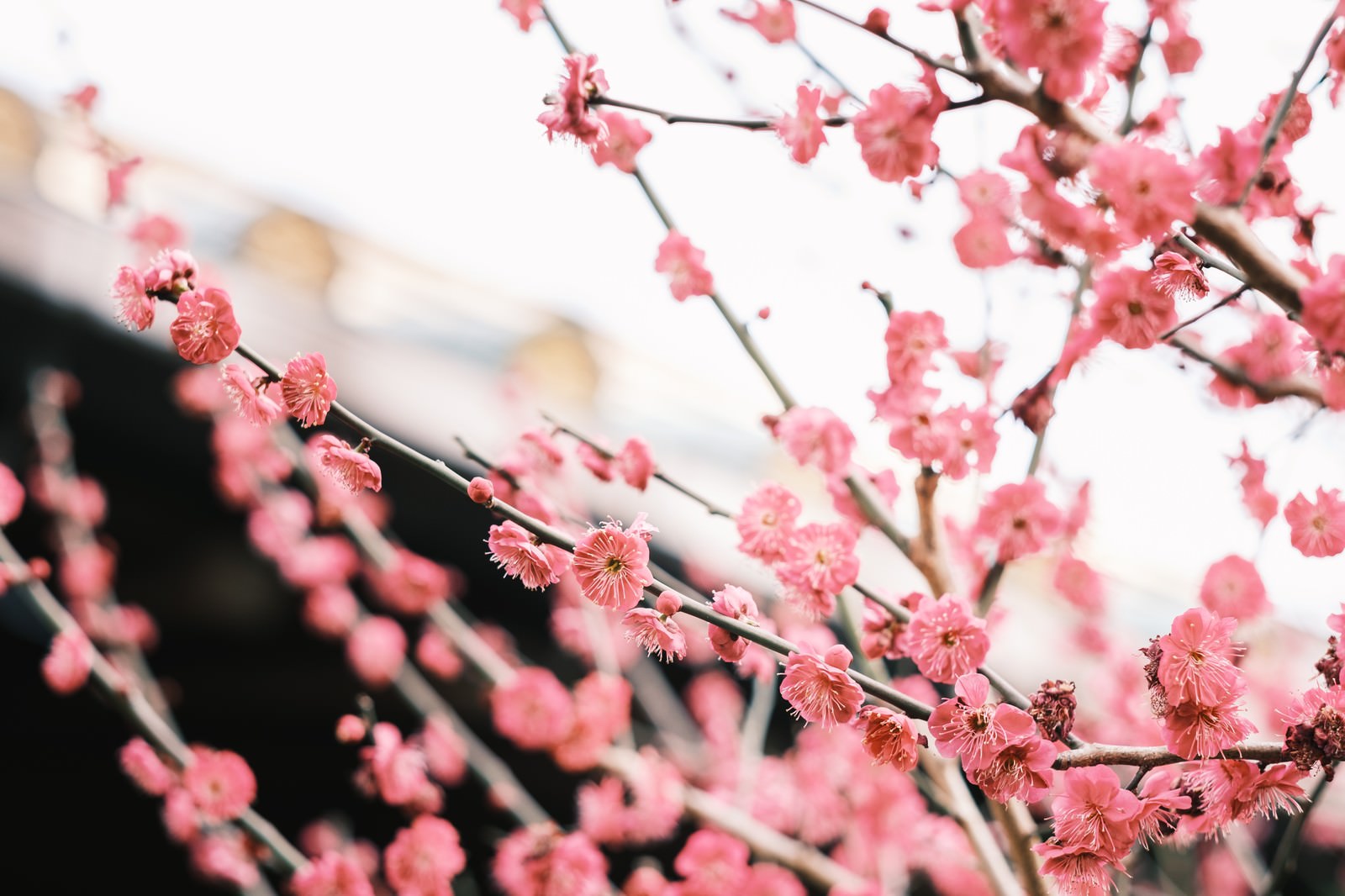 花開く梅の花の写真を無料ダウンロード フリー素材 ぱくたそ 花開く梅の花の写真を無料ダウンロード フリー素材 ぱくたそ