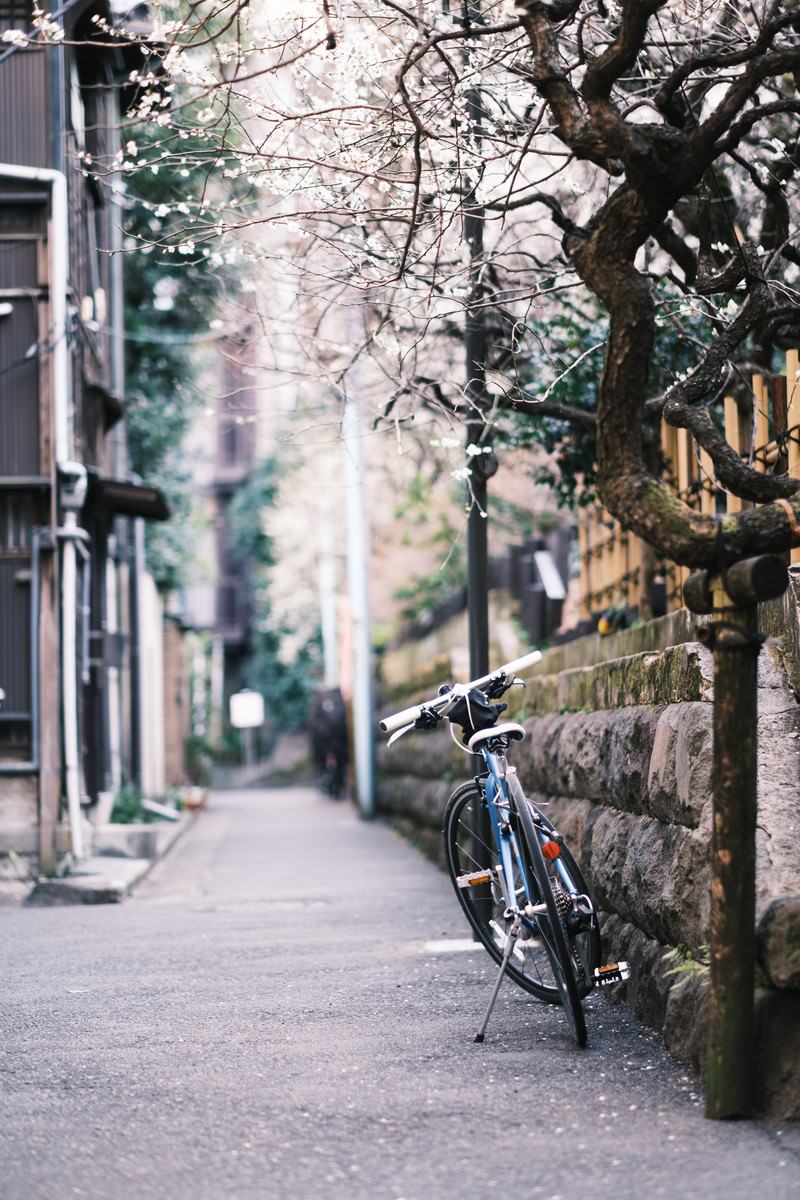 「梅の花と路地に停まった自転車 | フリー素材のぱくたそ」の写真