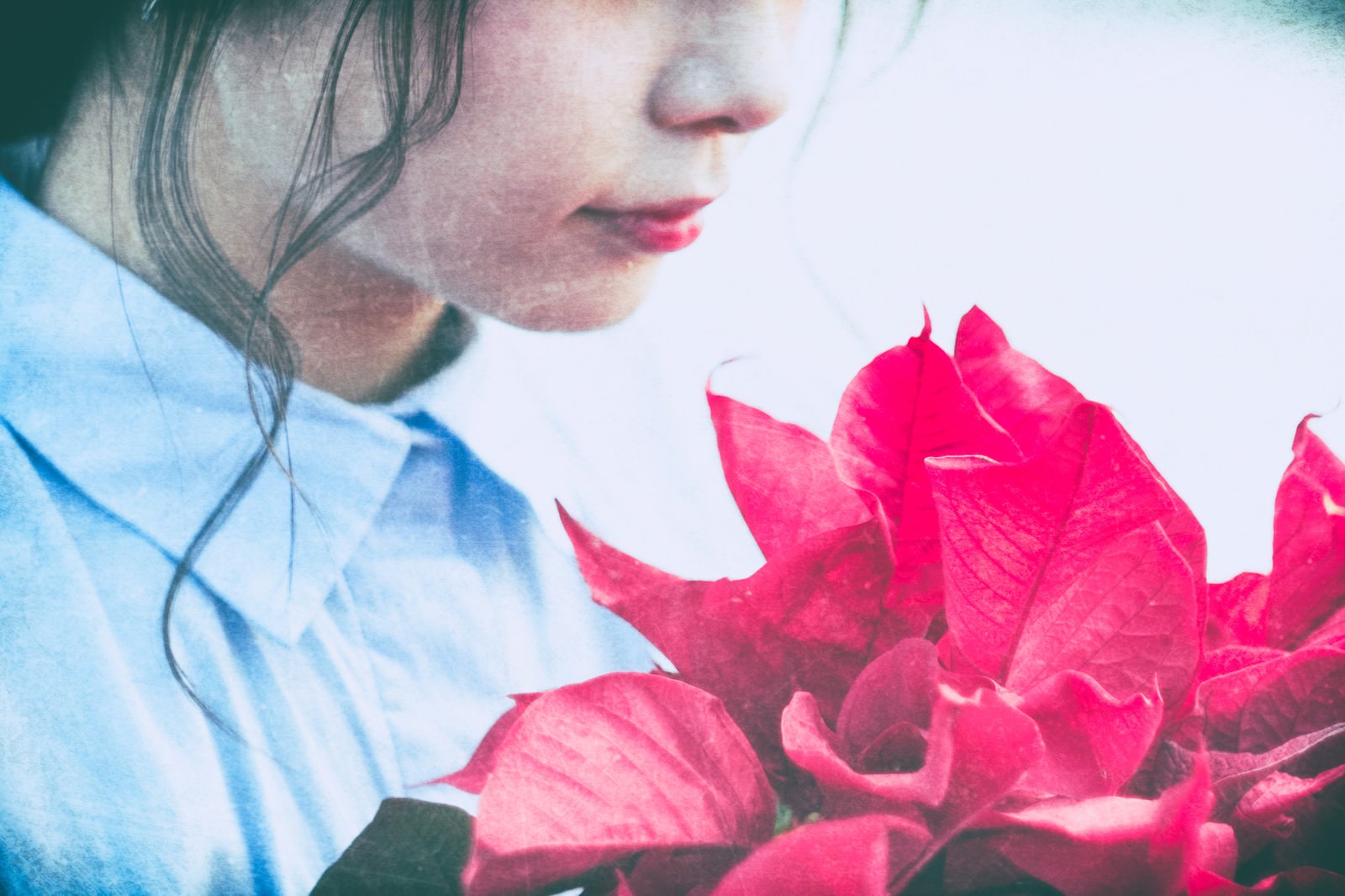 「赤いポインセチアと女性赤いポインセチアと女性」のフリー写真素材を拡大