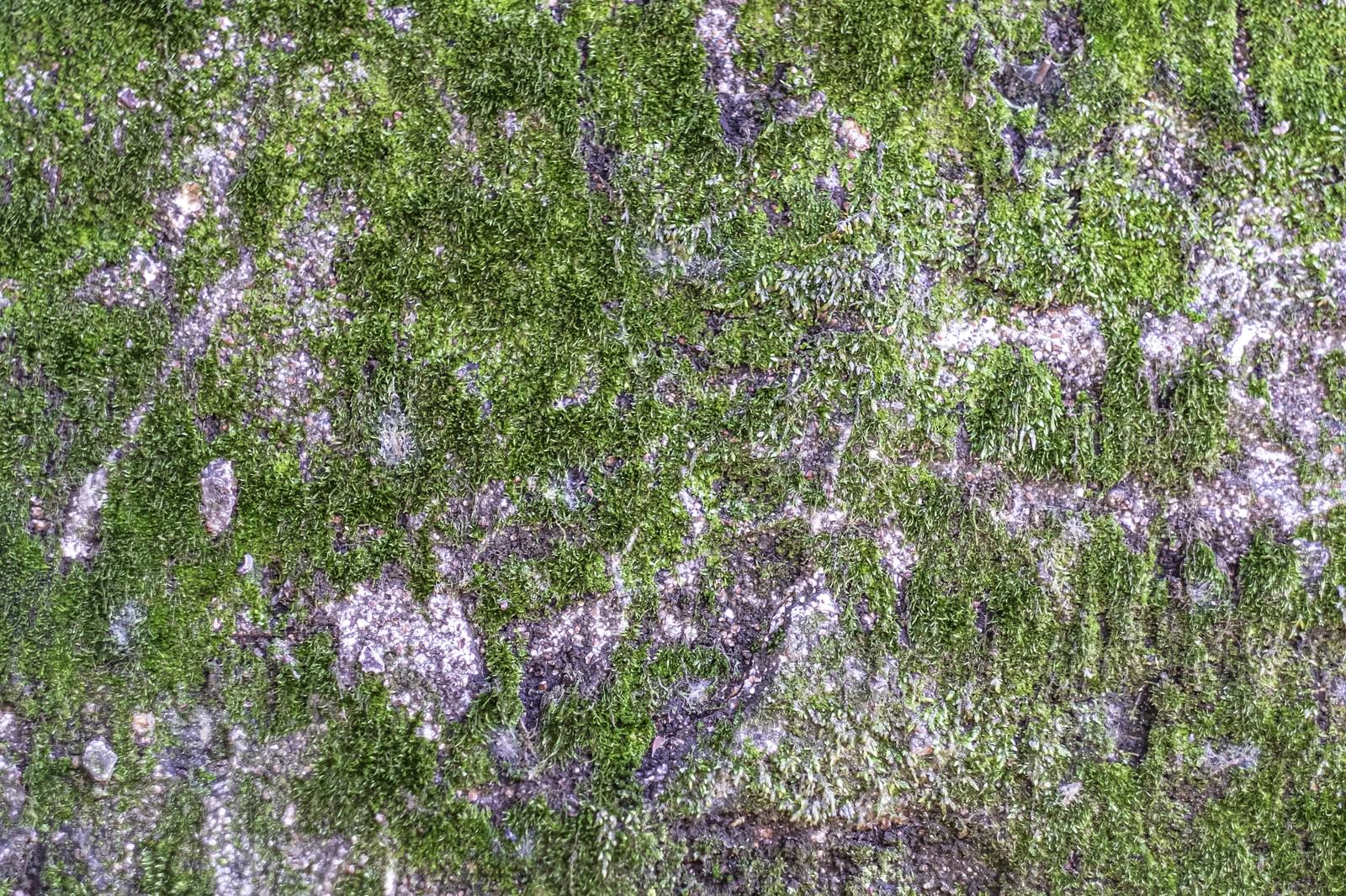 苔むす地面 テクスチャ の写真を無料ダウンロード フリー素材 ぱくたそ