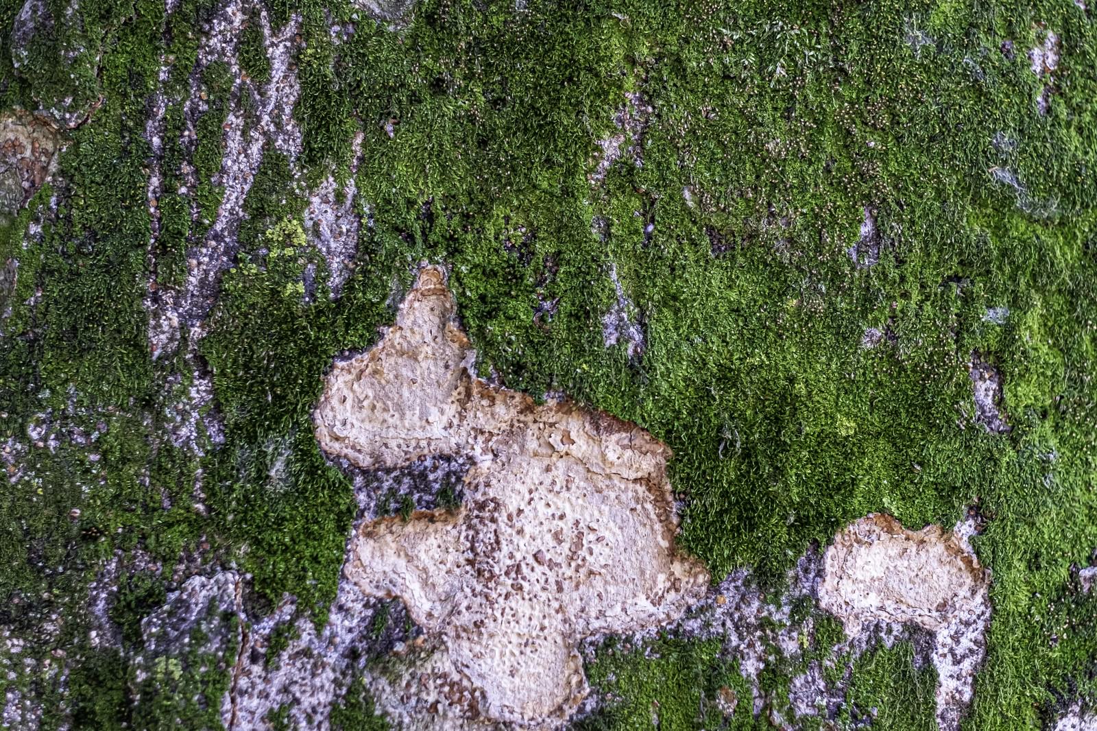 苔むす岩 テクスチャ の写真素材 ぱくたそ